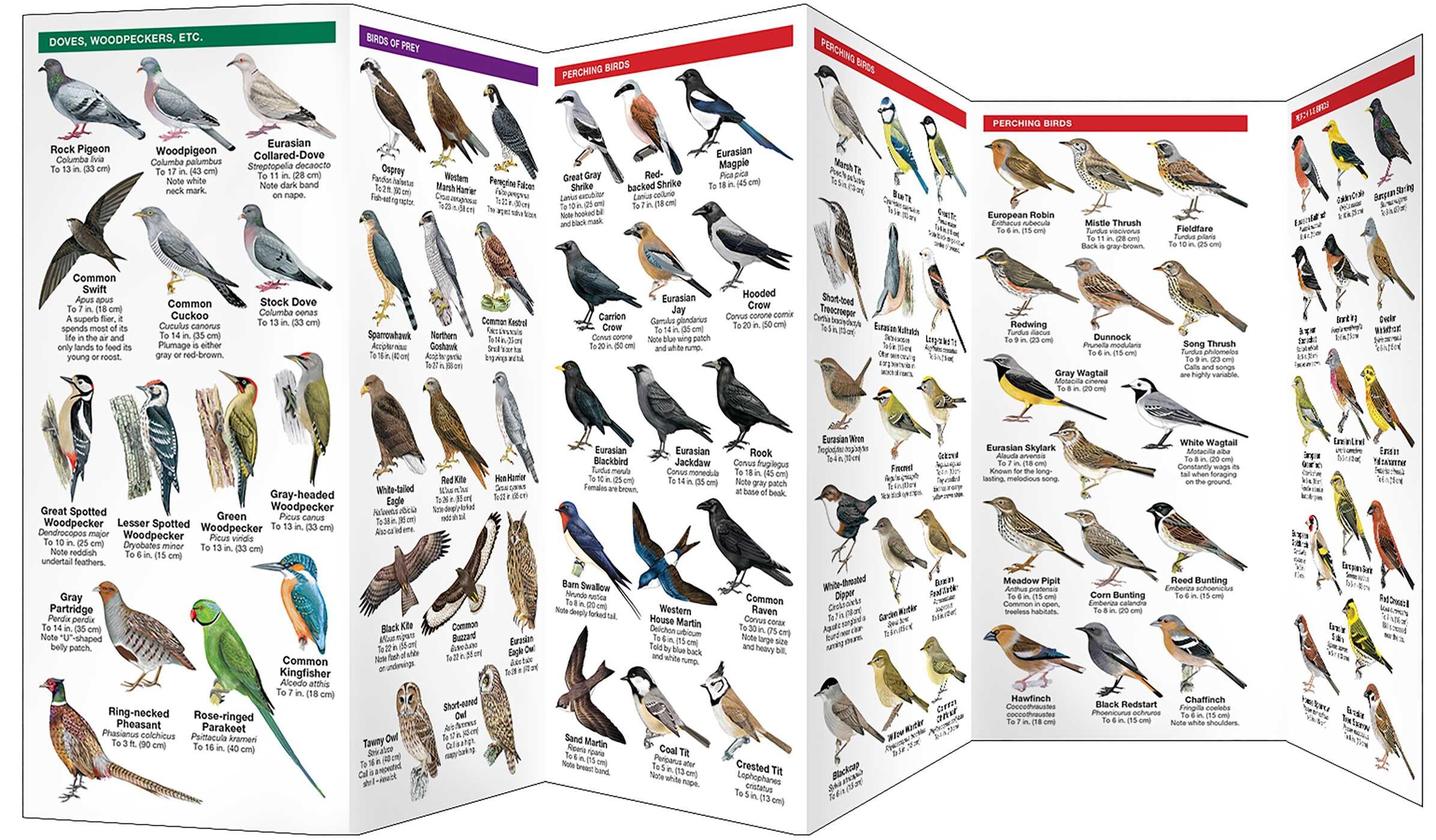 Germany Birds