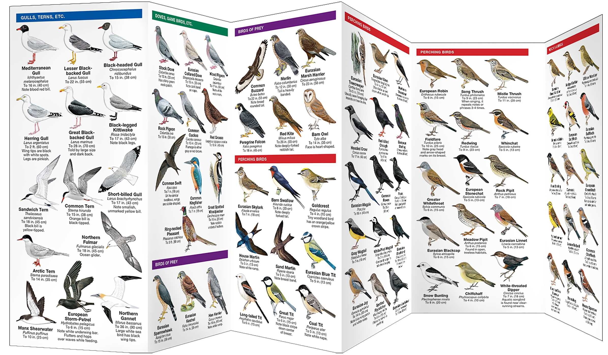 Ireland Birds