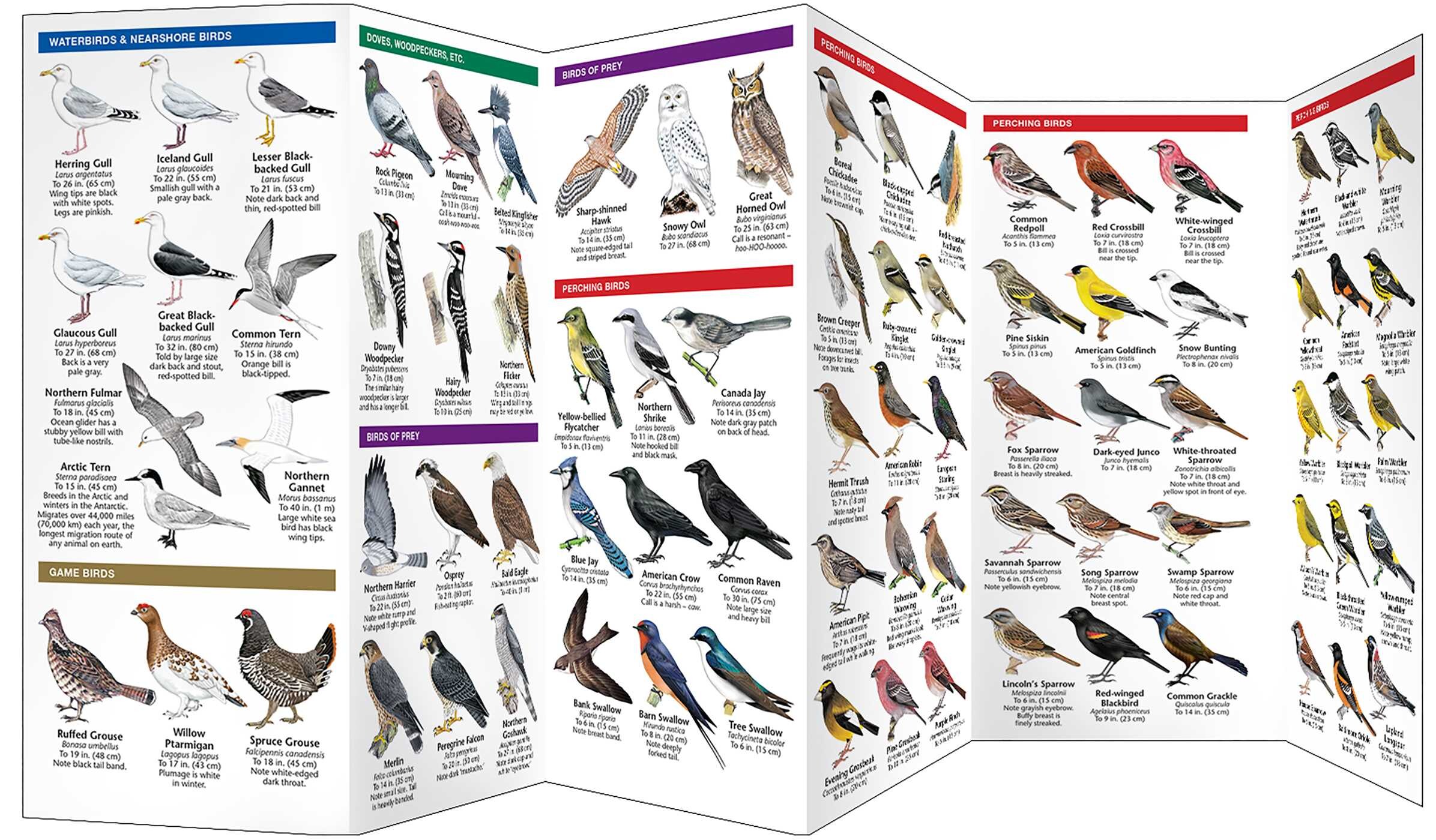 Newfoundland & Labrador Birds