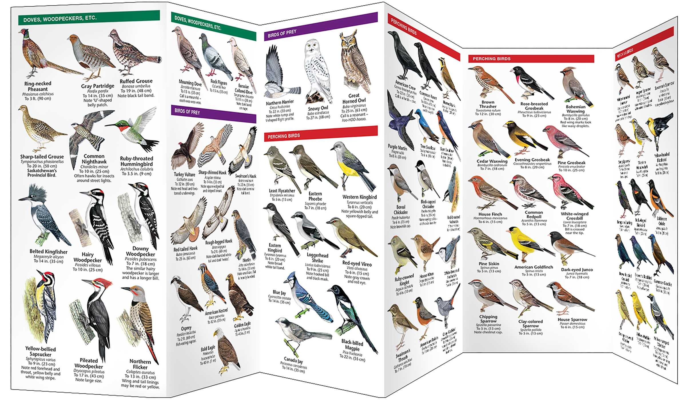 Saskatchewan Birds