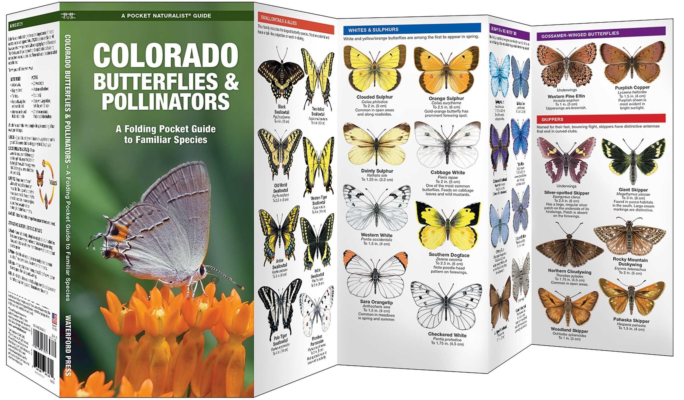 Colorado Butterflies & Pollinators
