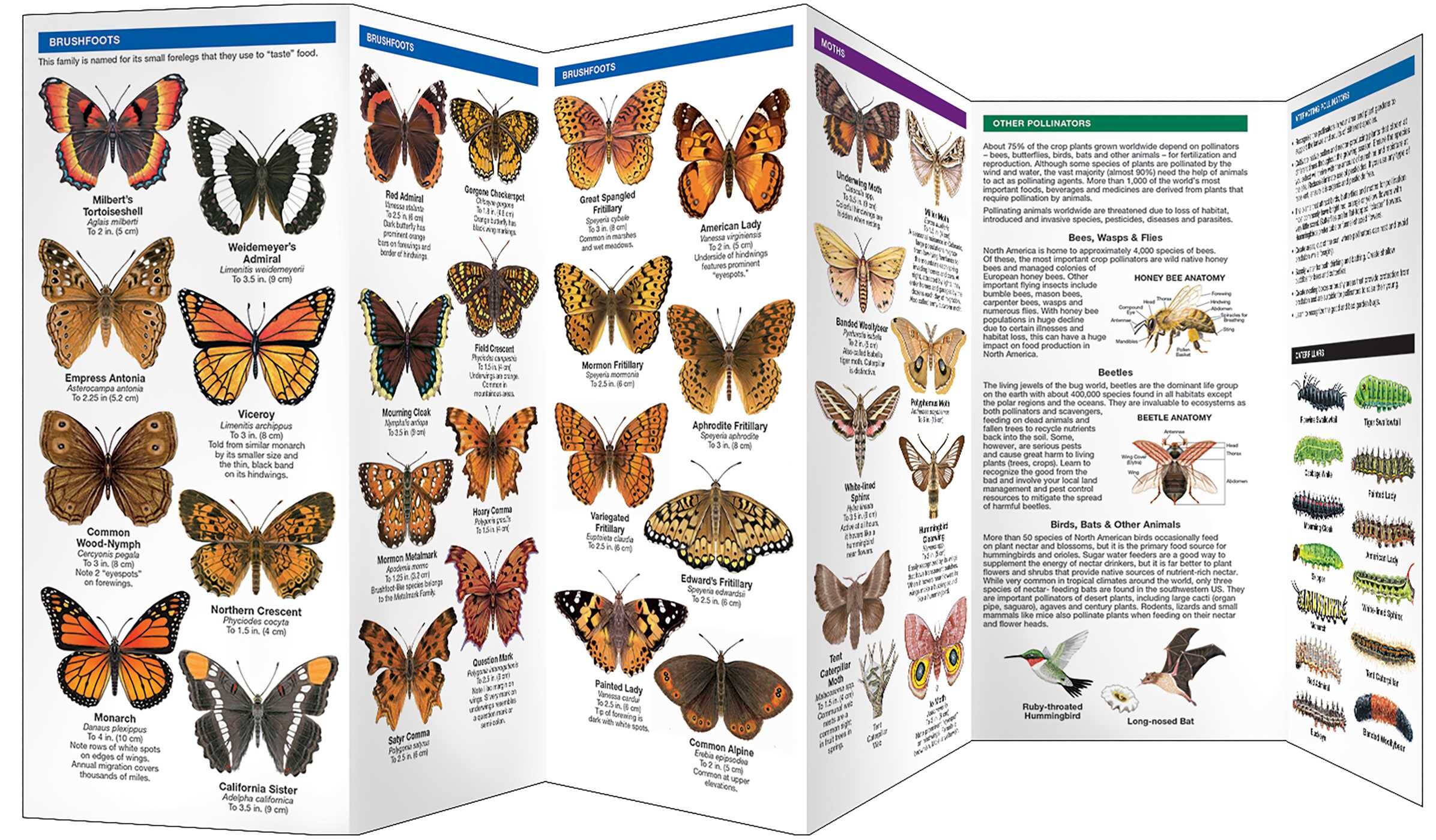 Colorado Butterflies & Pollinators