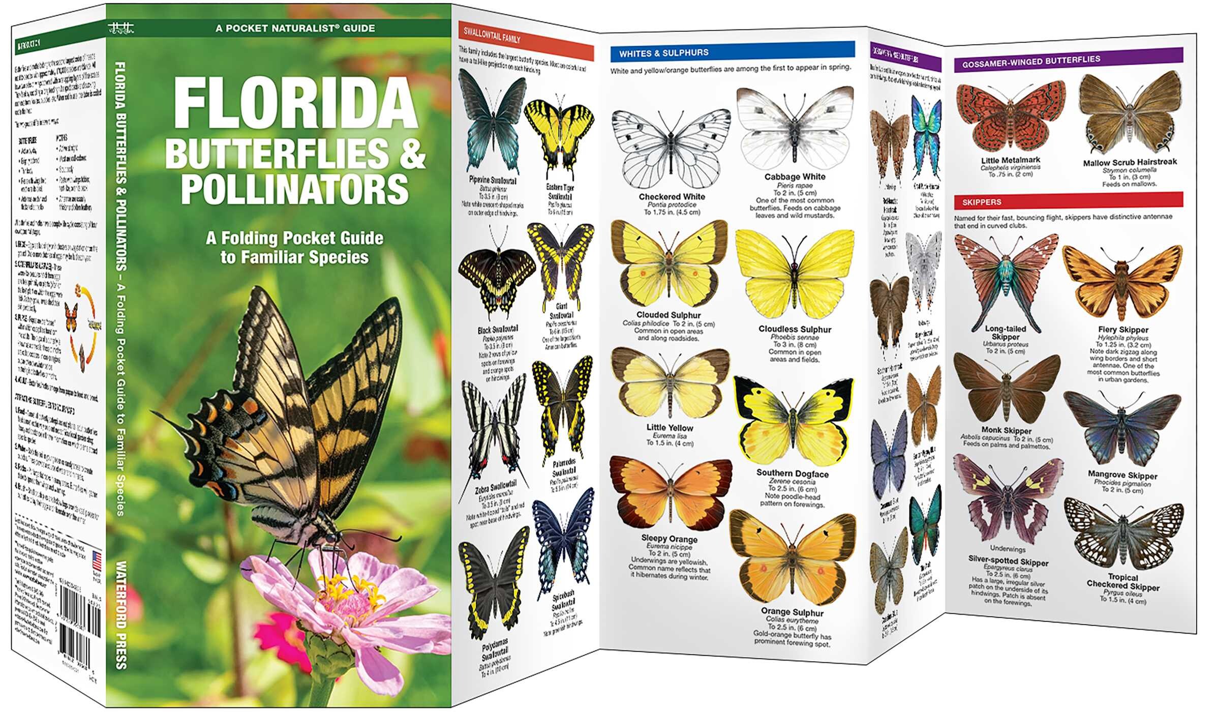 Florida Butterflies & Pollinators