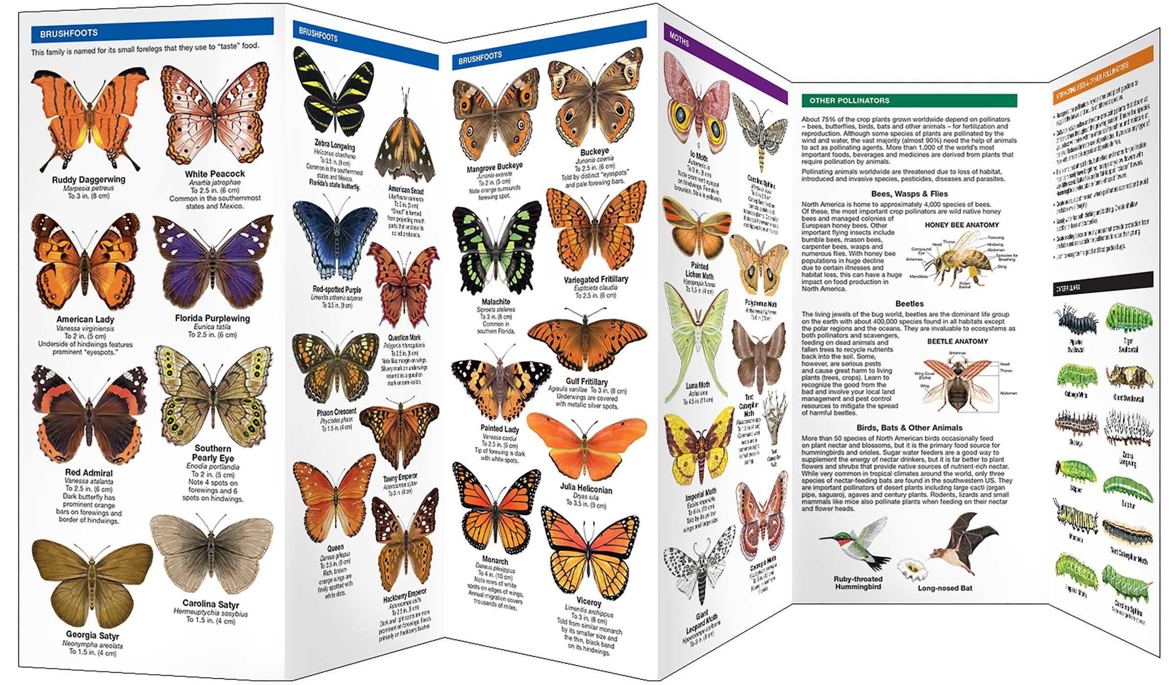 Florida Butterflies & Pollinators
