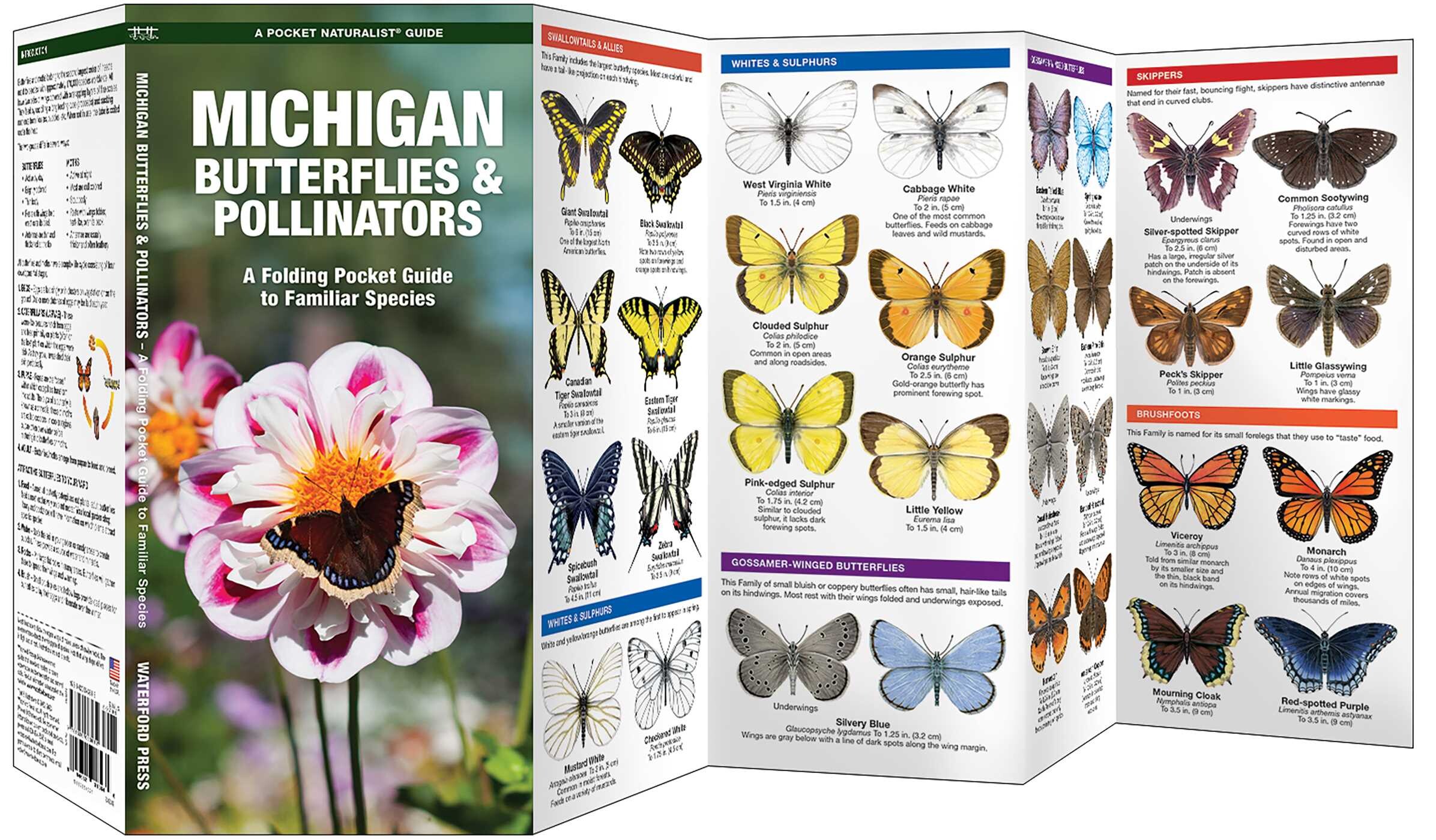 Michigan Butterflies & Pollinators