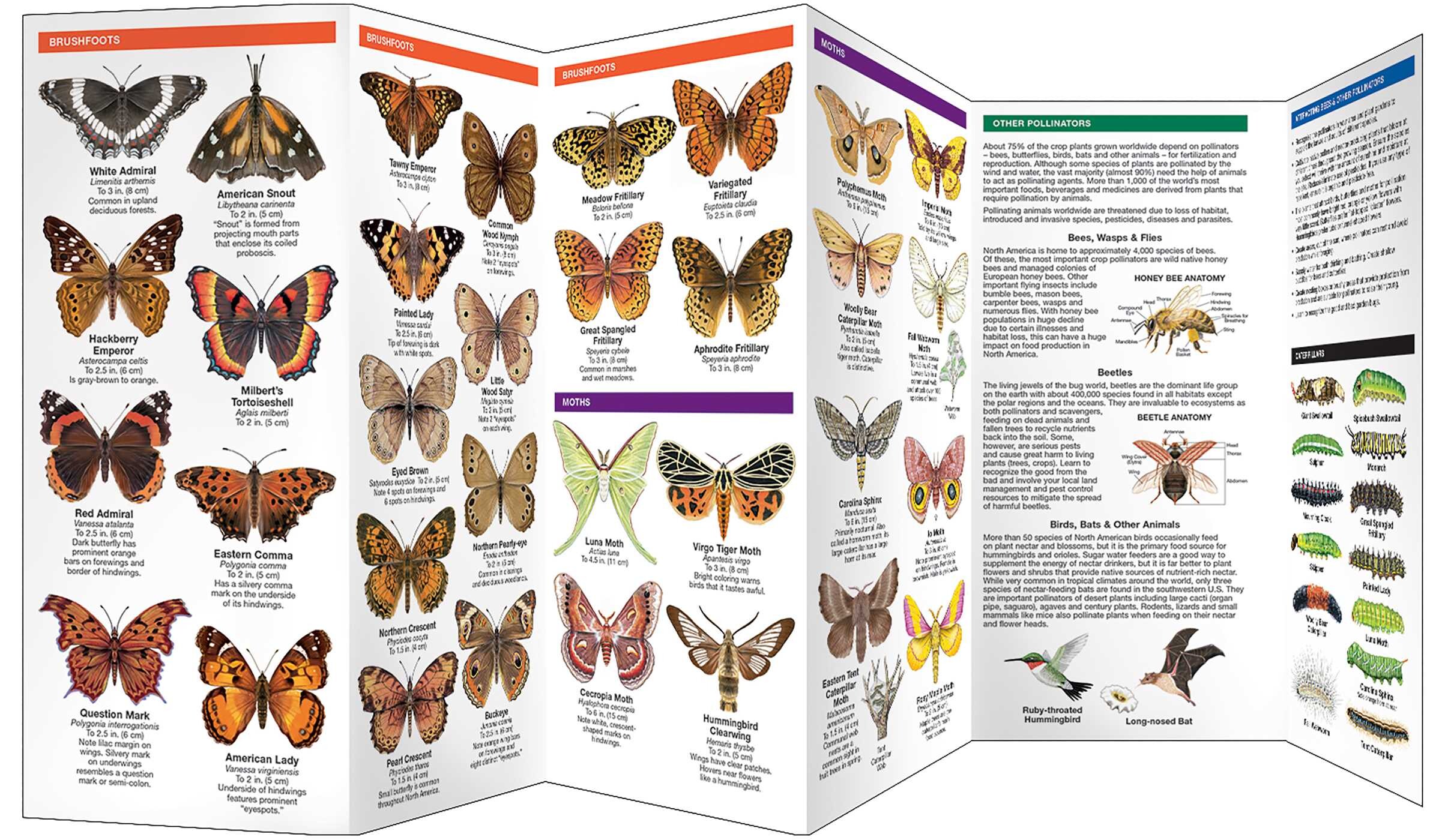 Michigan Butterflies & Pollinators