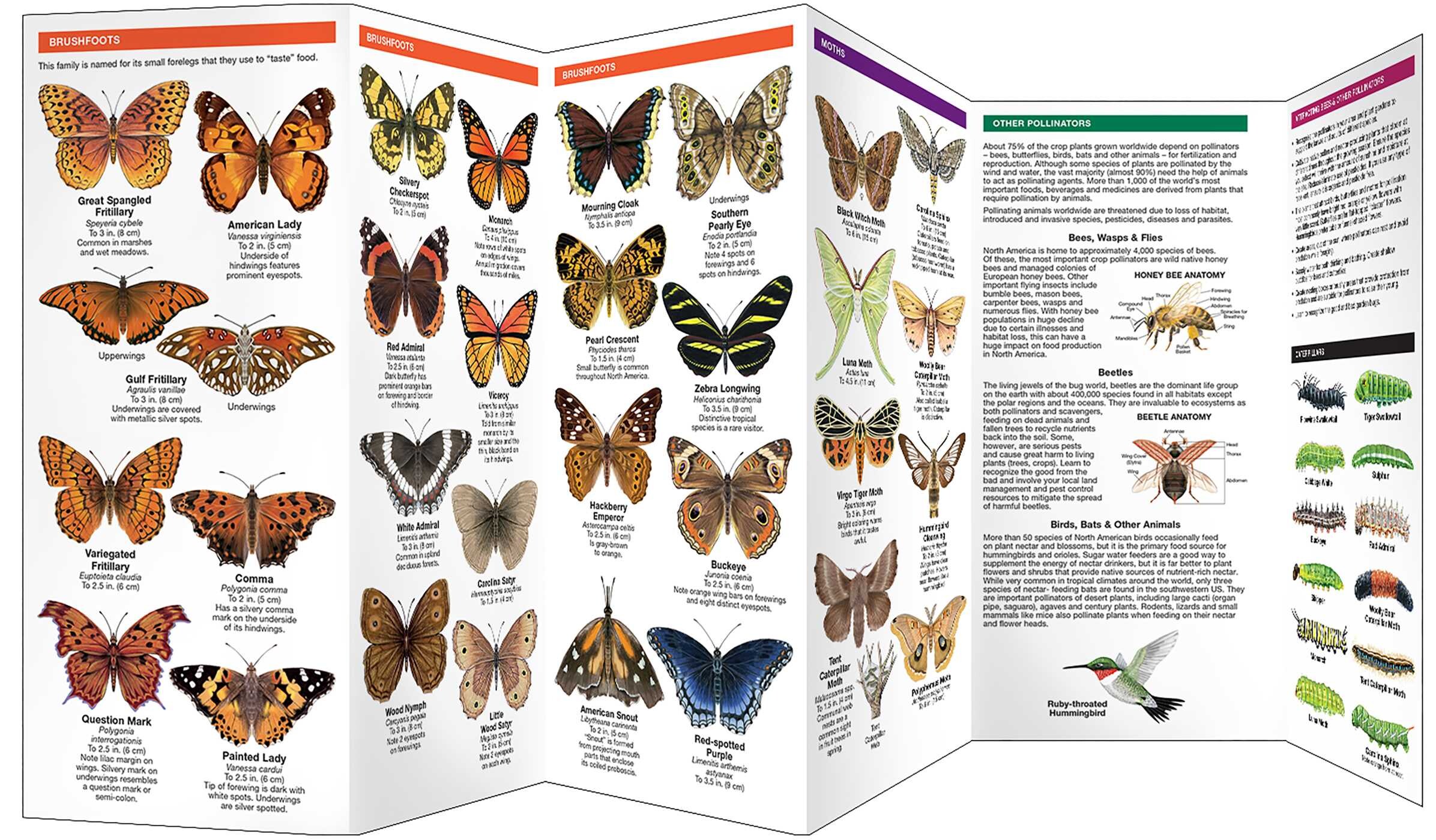 North Carolina Butterflies & Pollinators