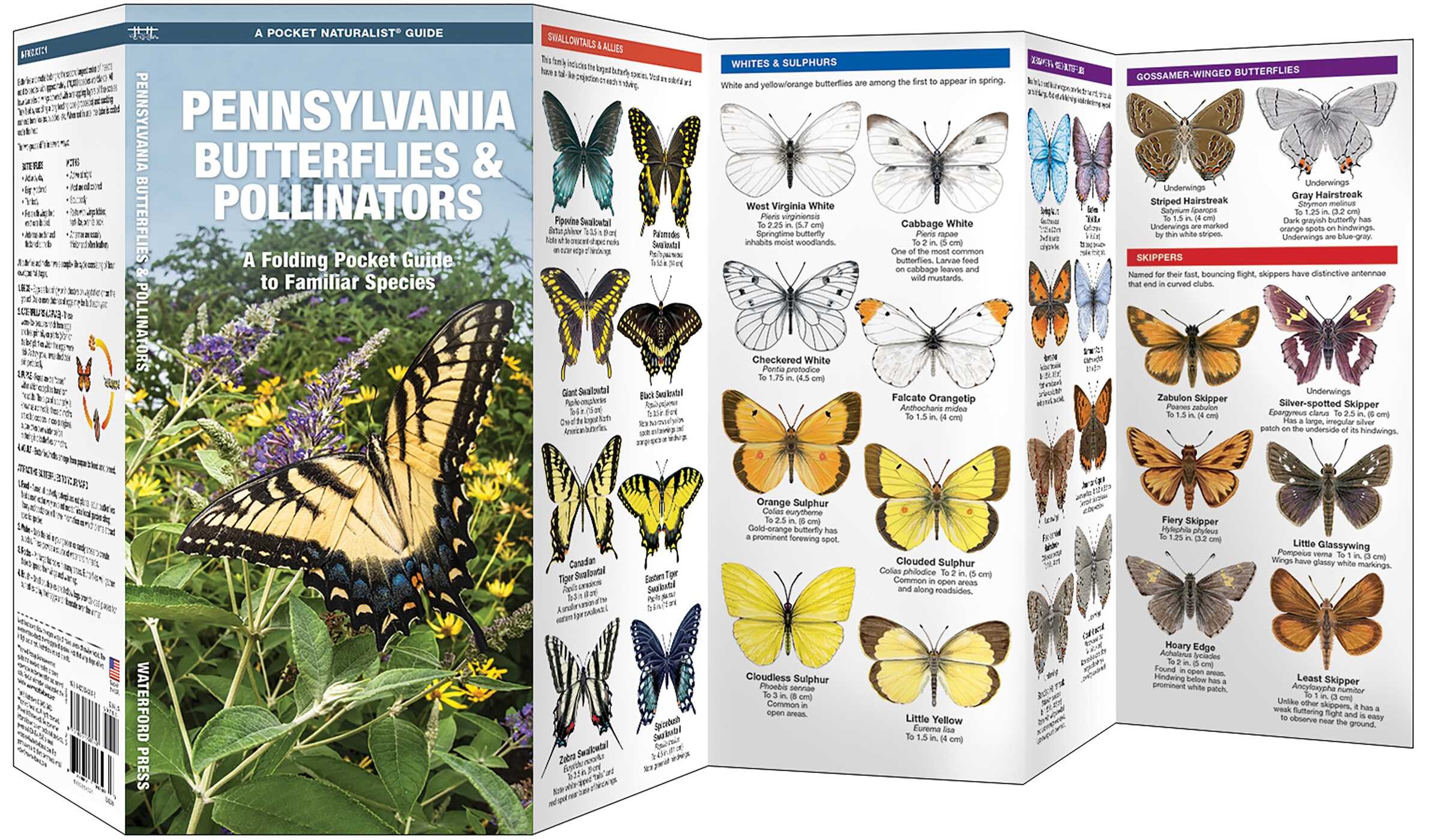 Pennsylvania Butterflies & Pollinators