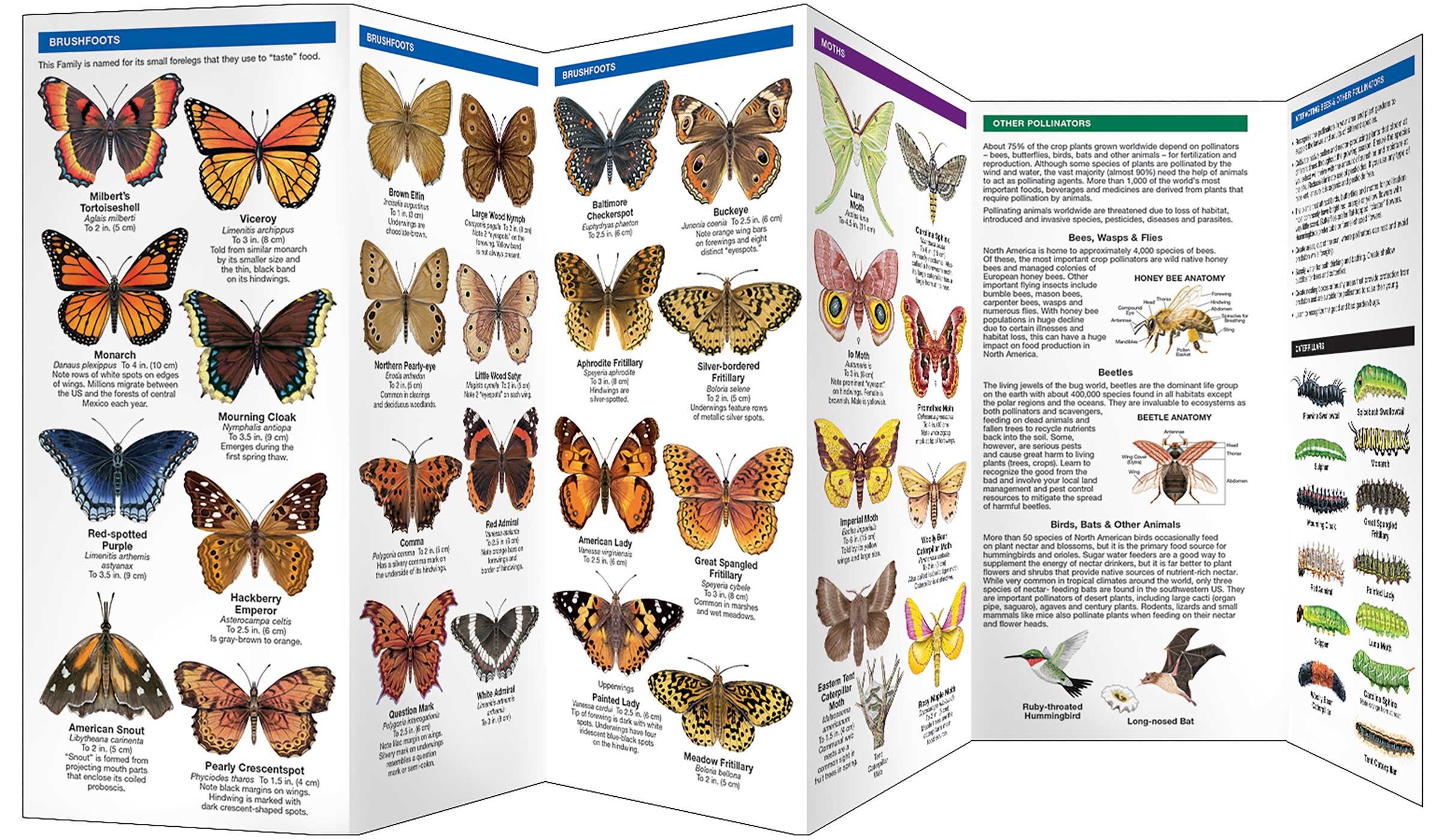 Pennsylvania Butterflies & Pollinators