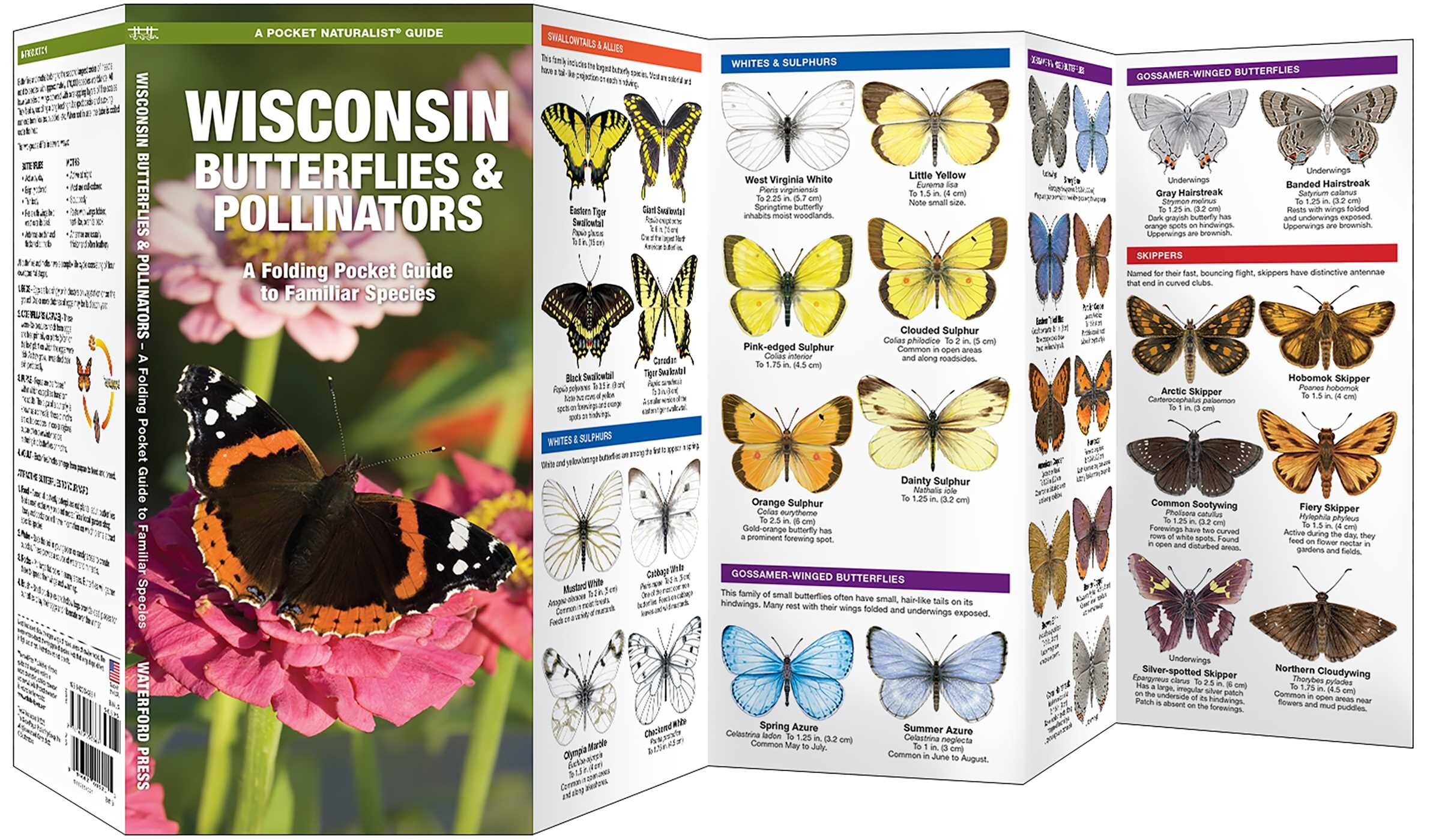 Wisconsin Butterflies & Pollinators