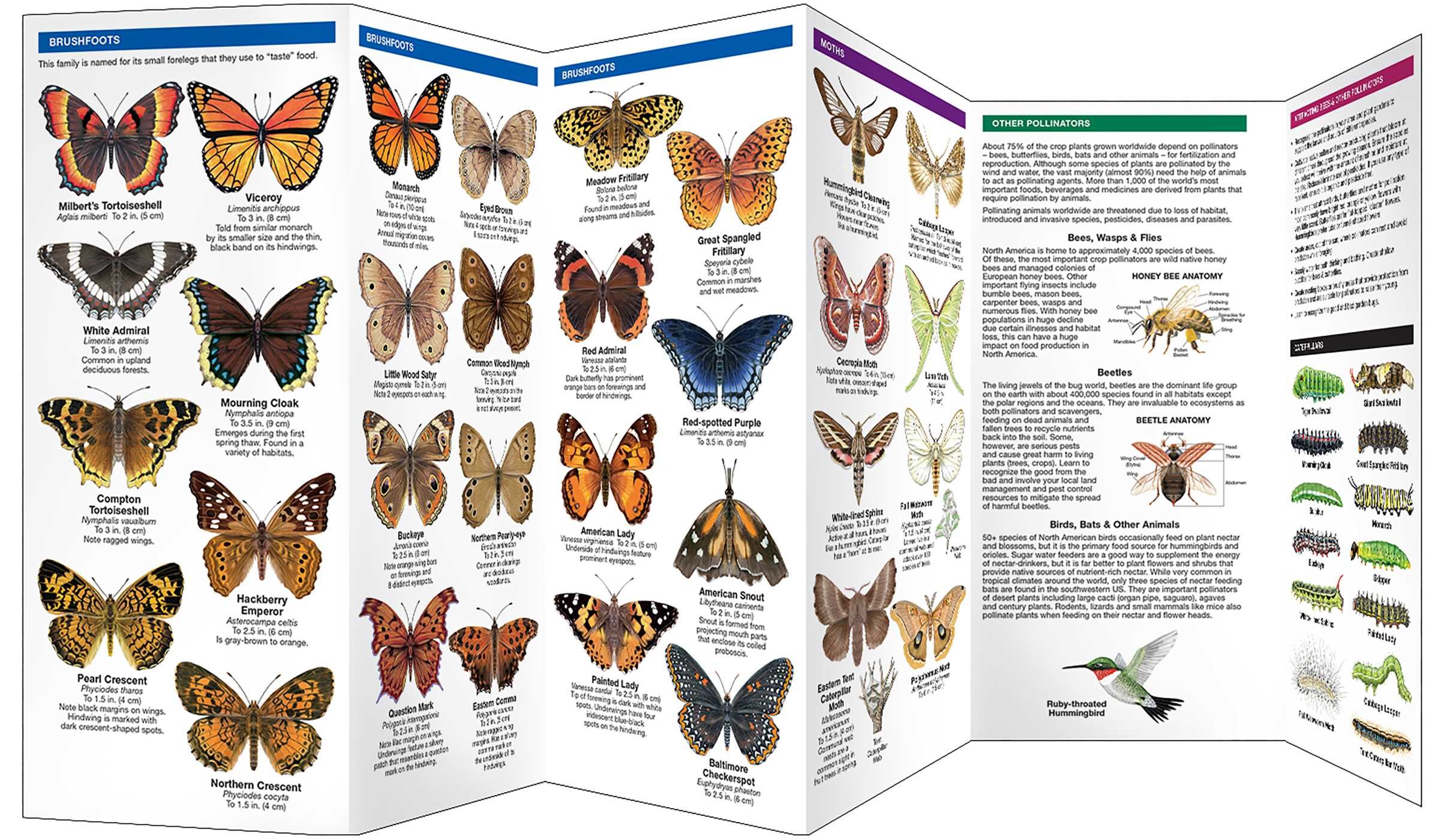 Wisconsin Butterflies & Pollinators