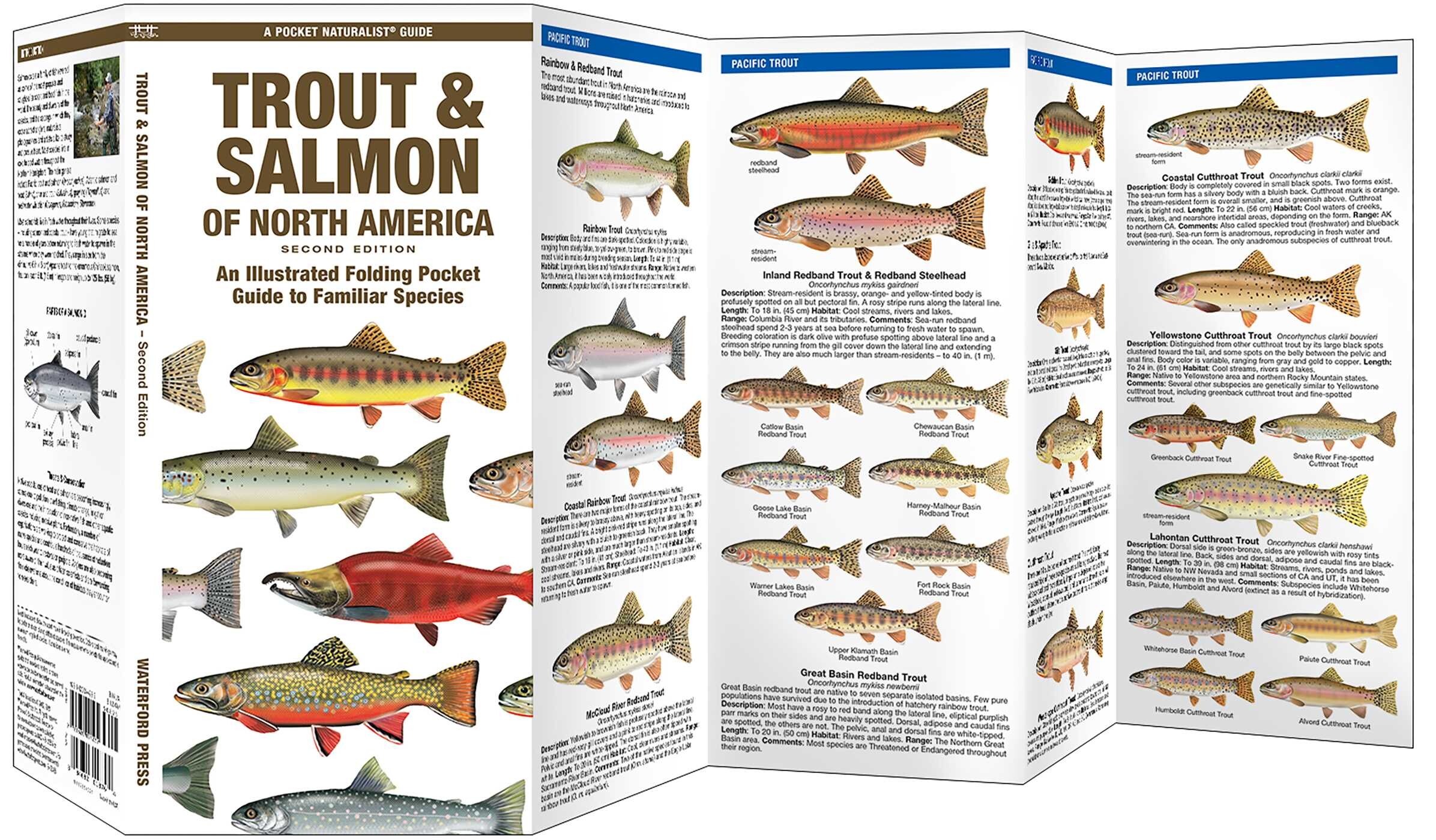 Trout & Salmon of North America, 2nd Ed