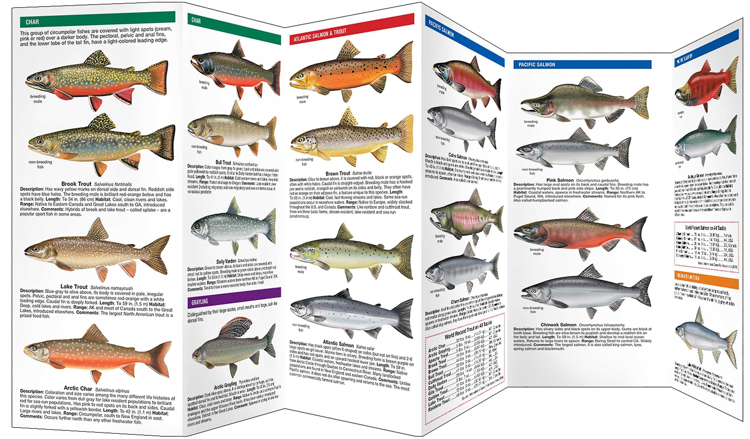 Trout & Salmon of North America, 2nd Ed