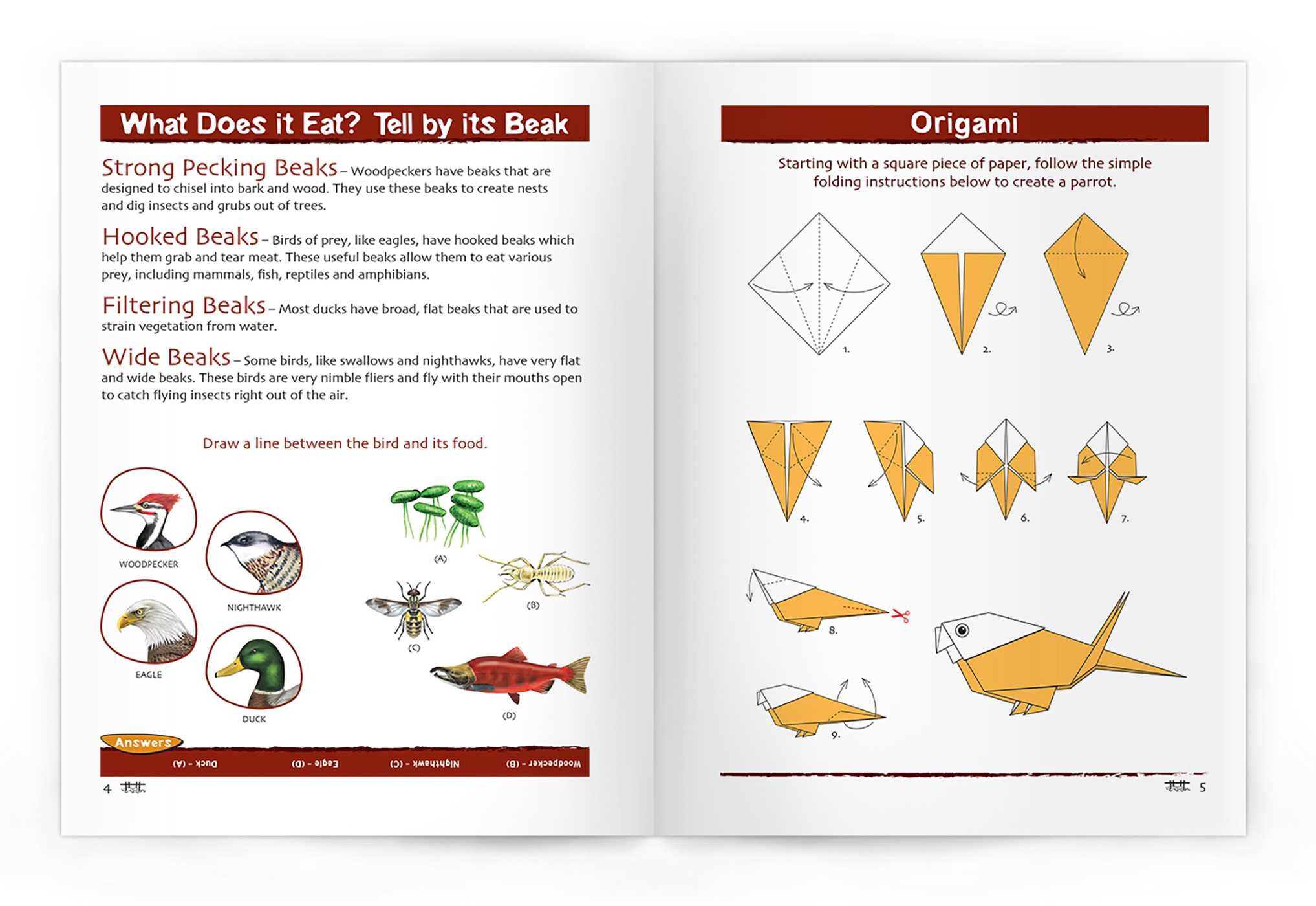 Birds Nature Activity Book