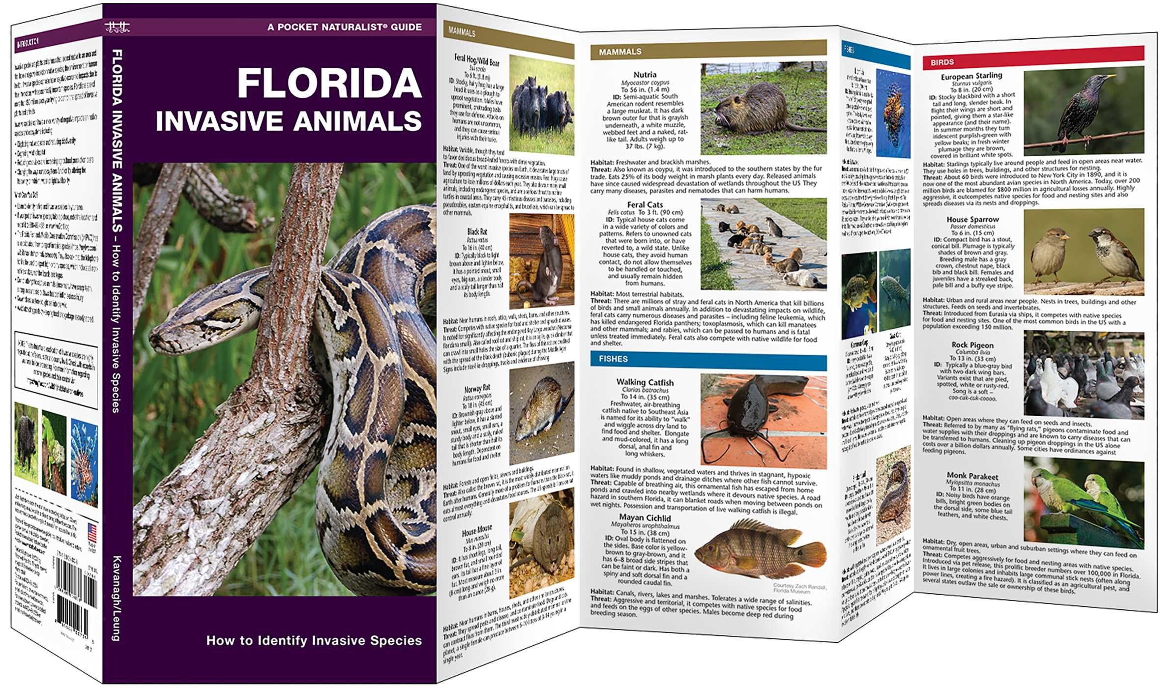 Florida Invasive Animals