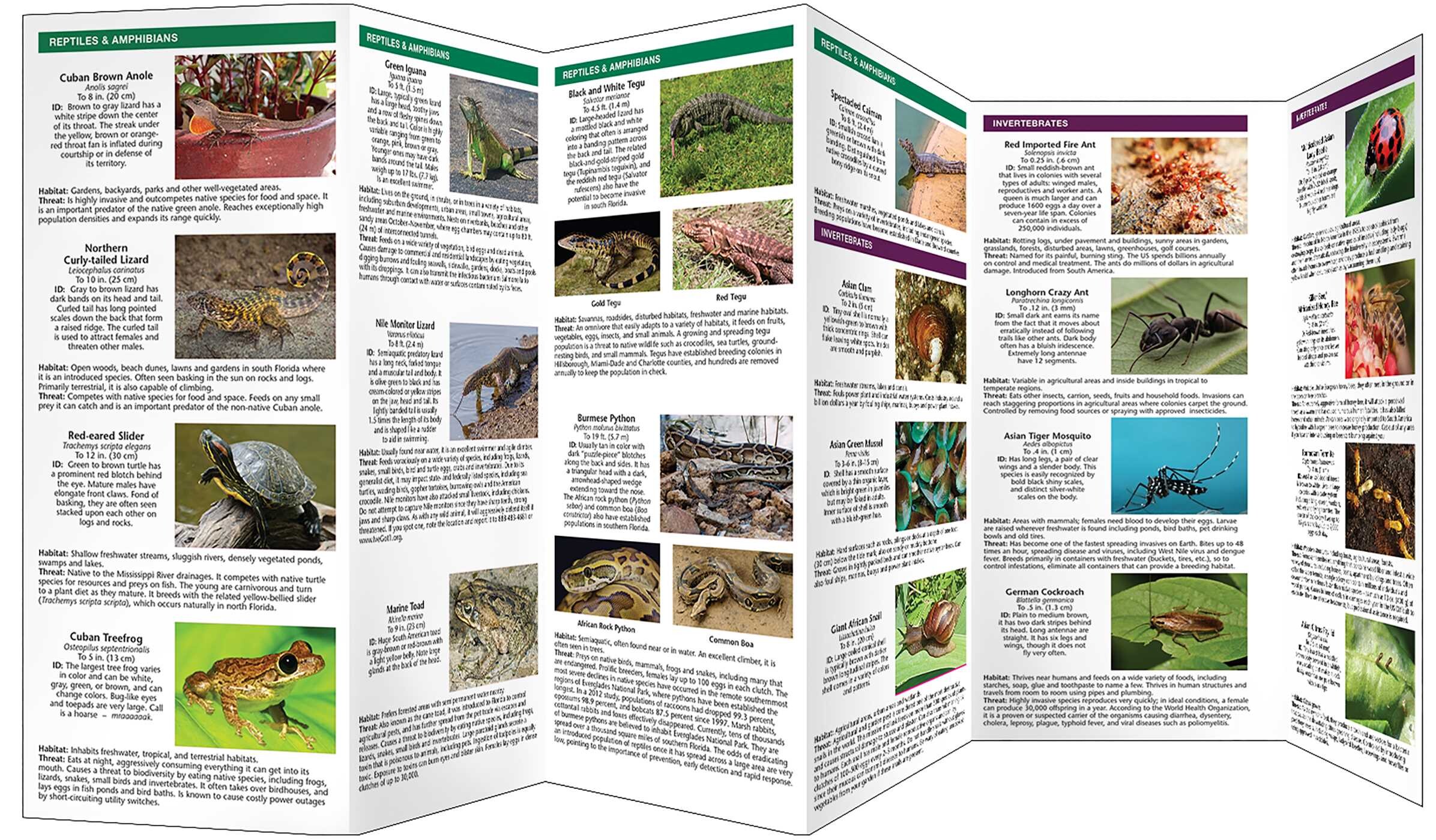 Florida Invasive Animals