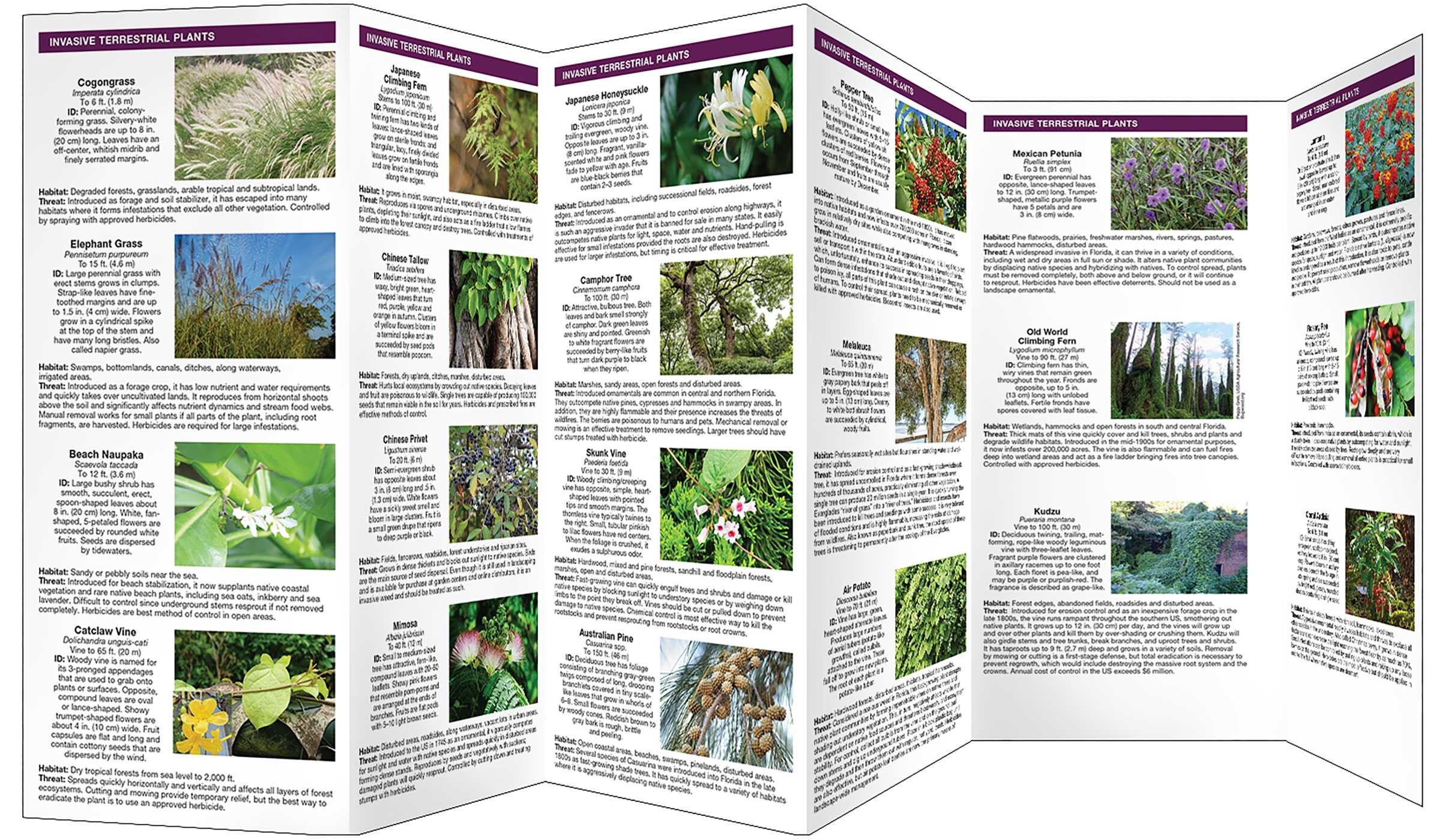 Florida Invasive Plants