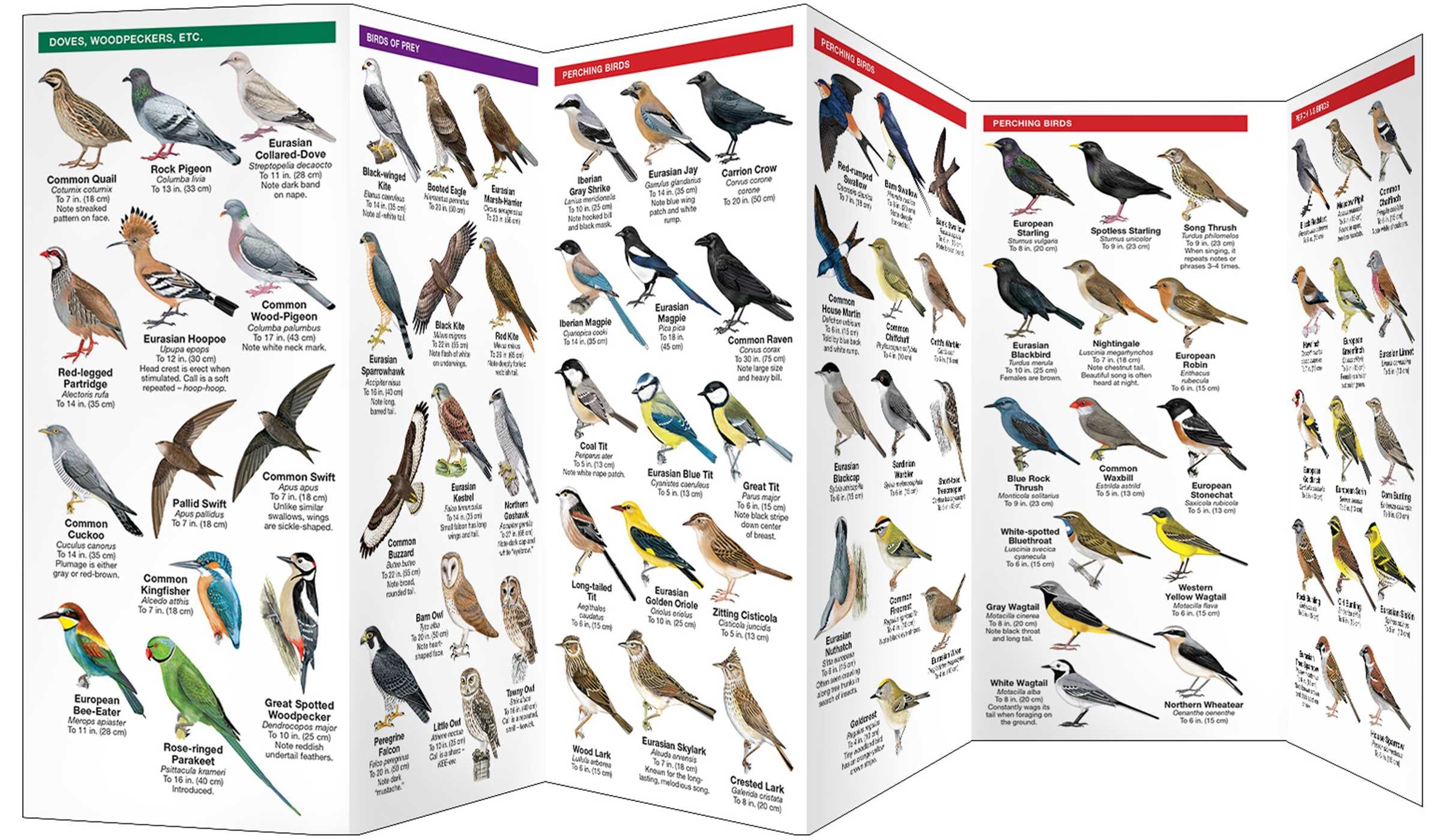 Portugal Birds