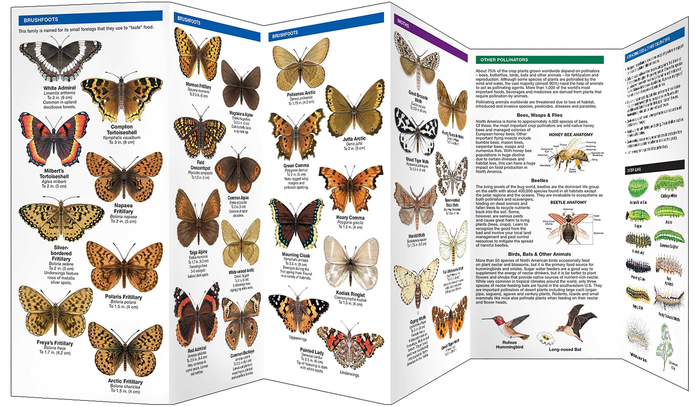 Alaska Butterflies & Pollinators