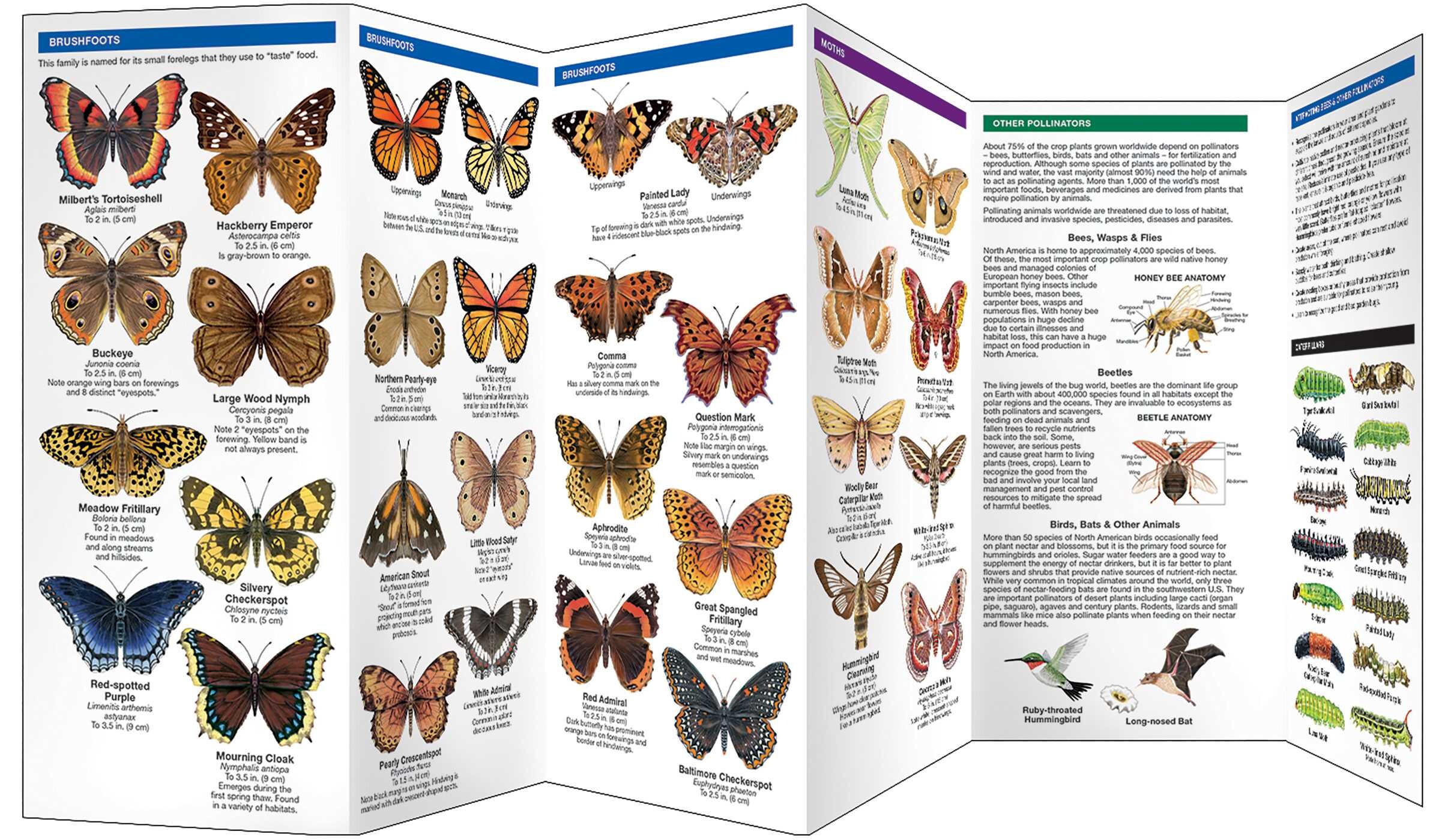 Indiana Butterflies & Pollinators