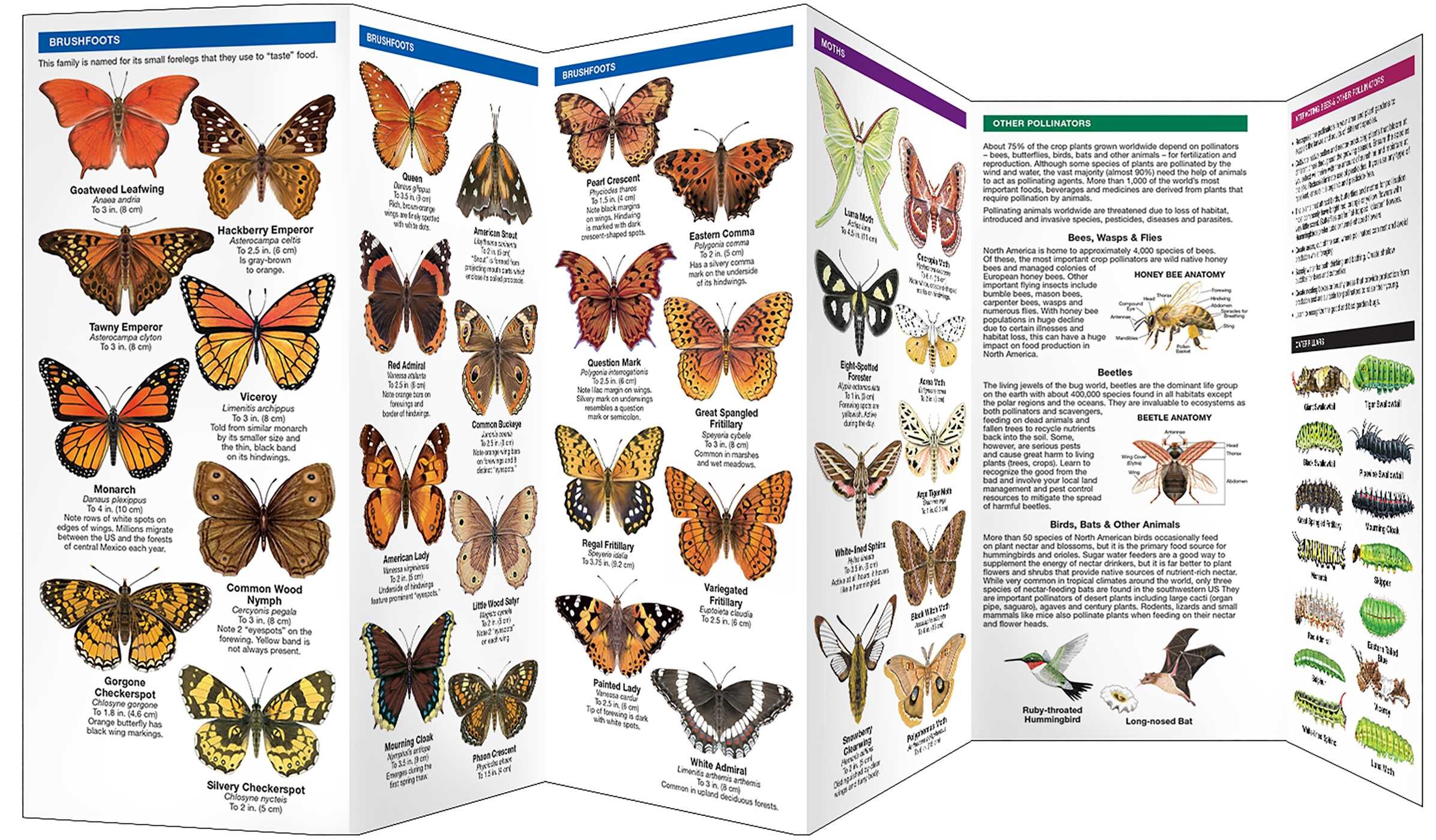 Kansas Butterflies & Pollinators