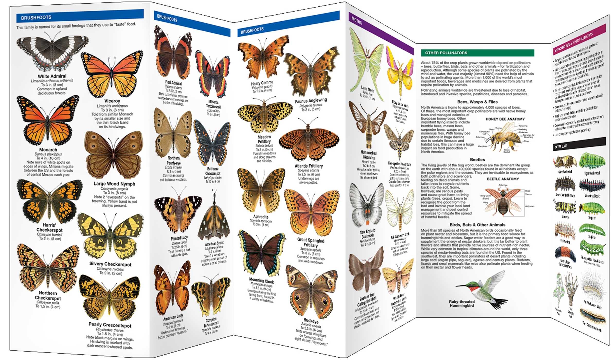 Maine Butterflies & Pollinators