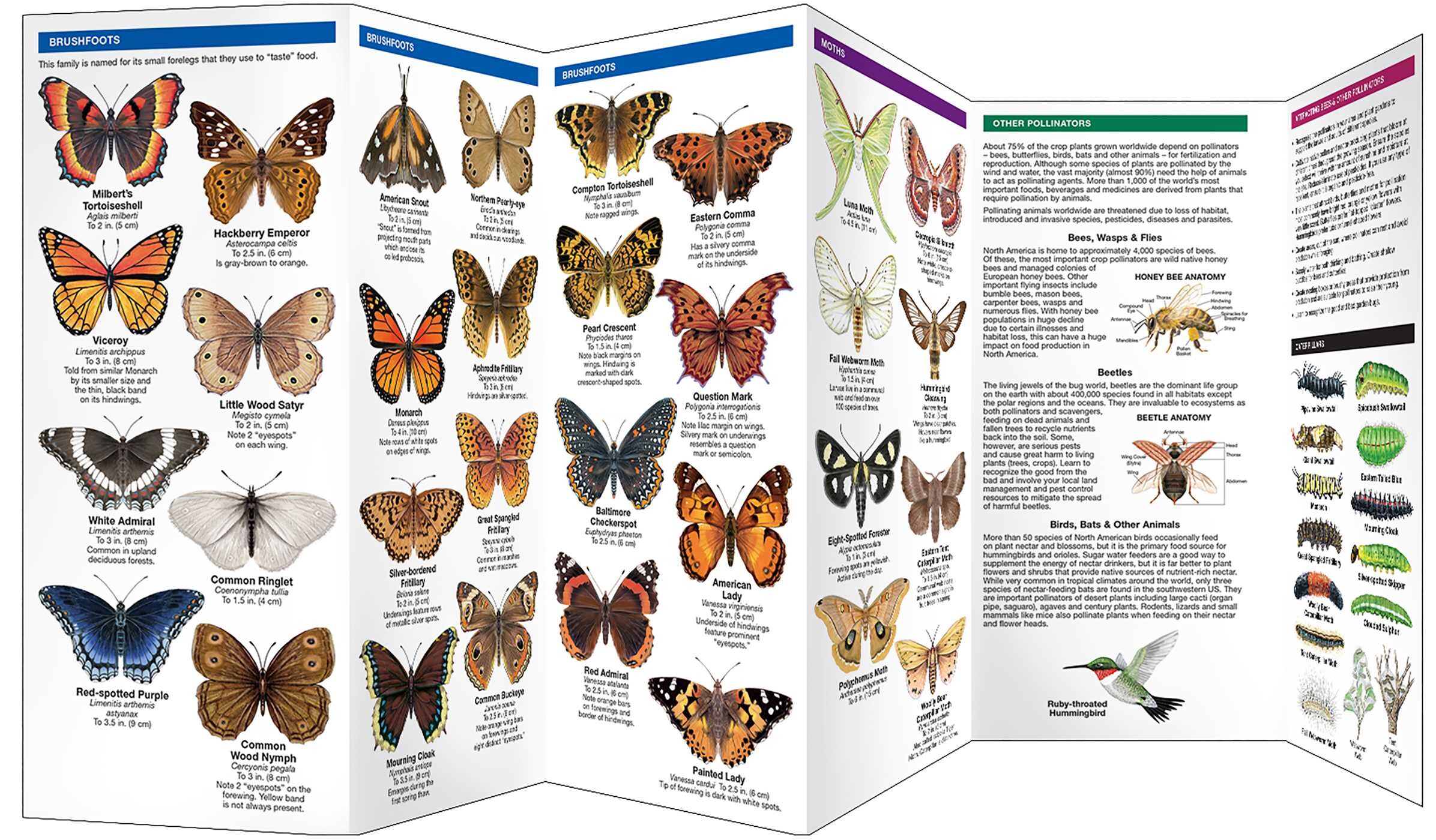 Massachusetts Butterflies & Pollinators