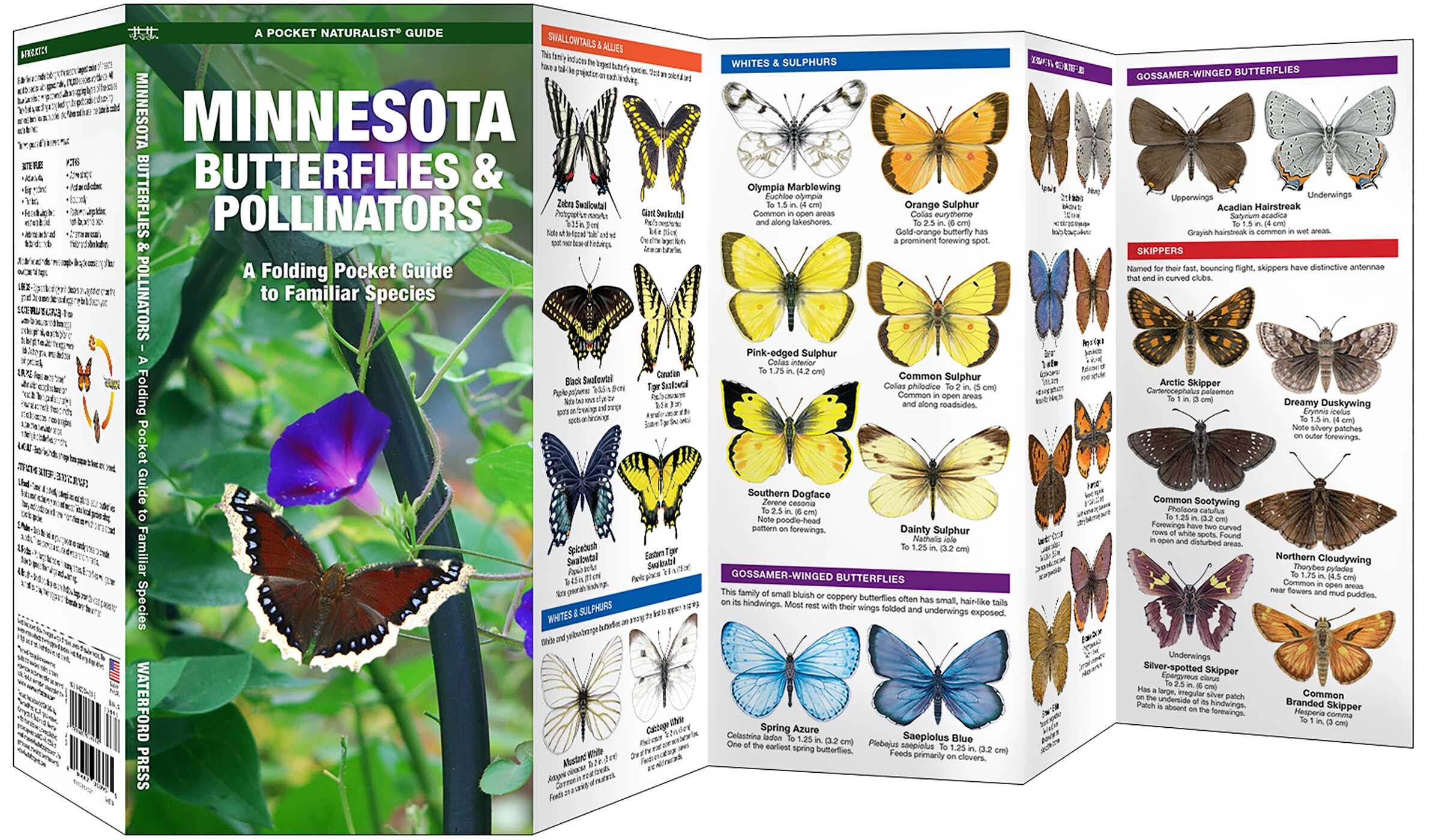 Minnesota Butterflies & Pollinators