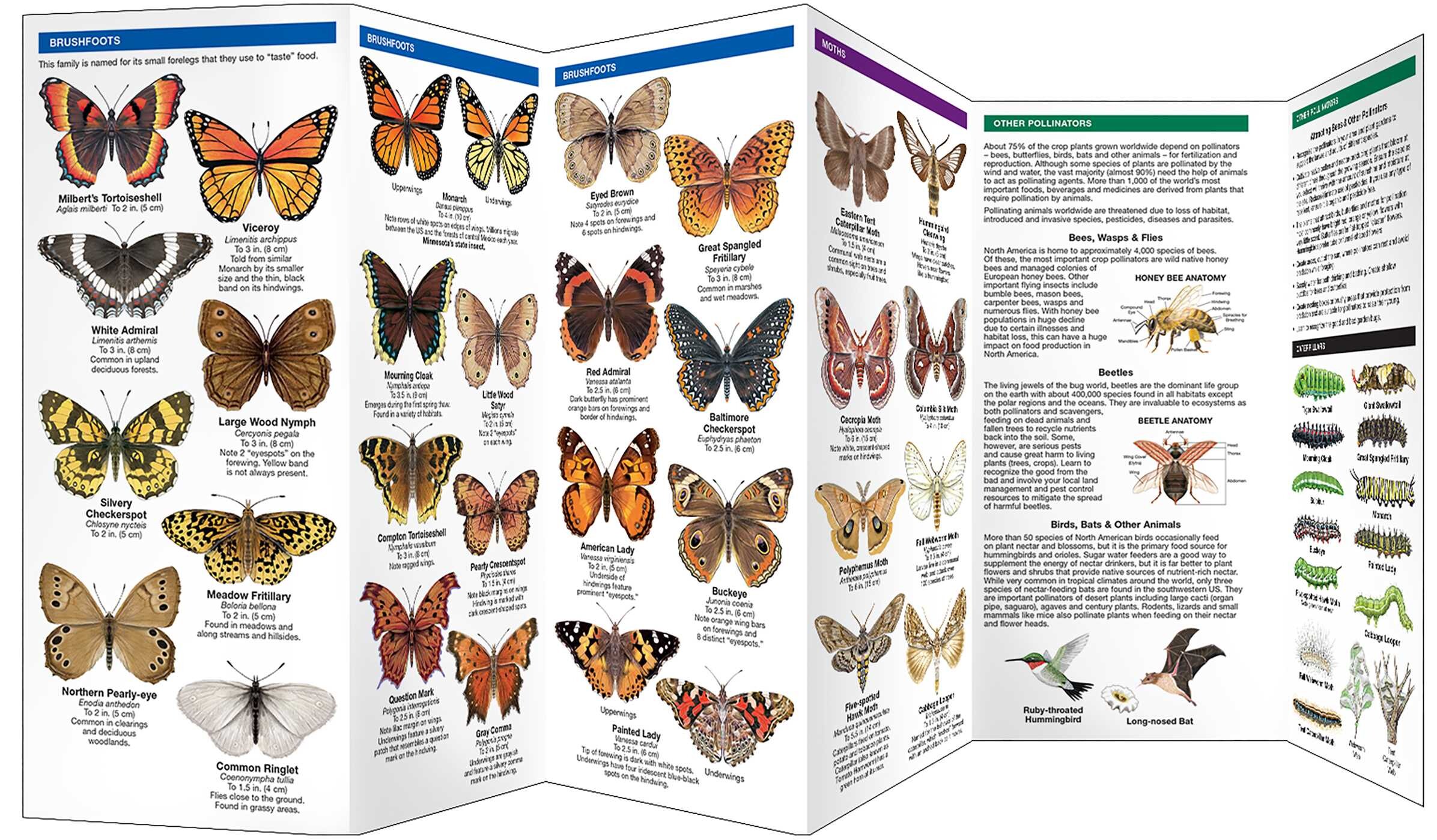 Minnesota Butterflies & Pollinators