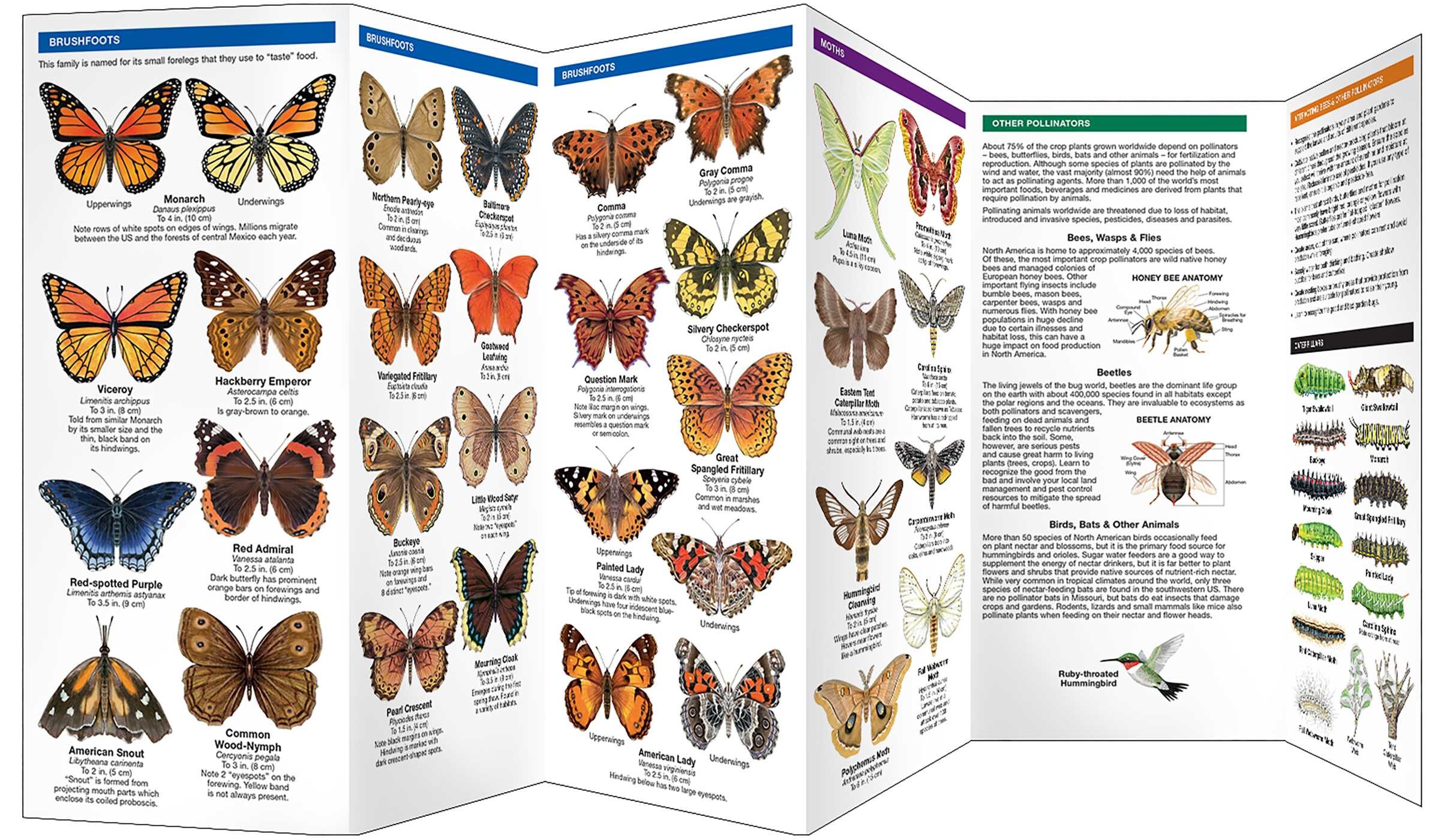Missouri Butterflies & Pollinators