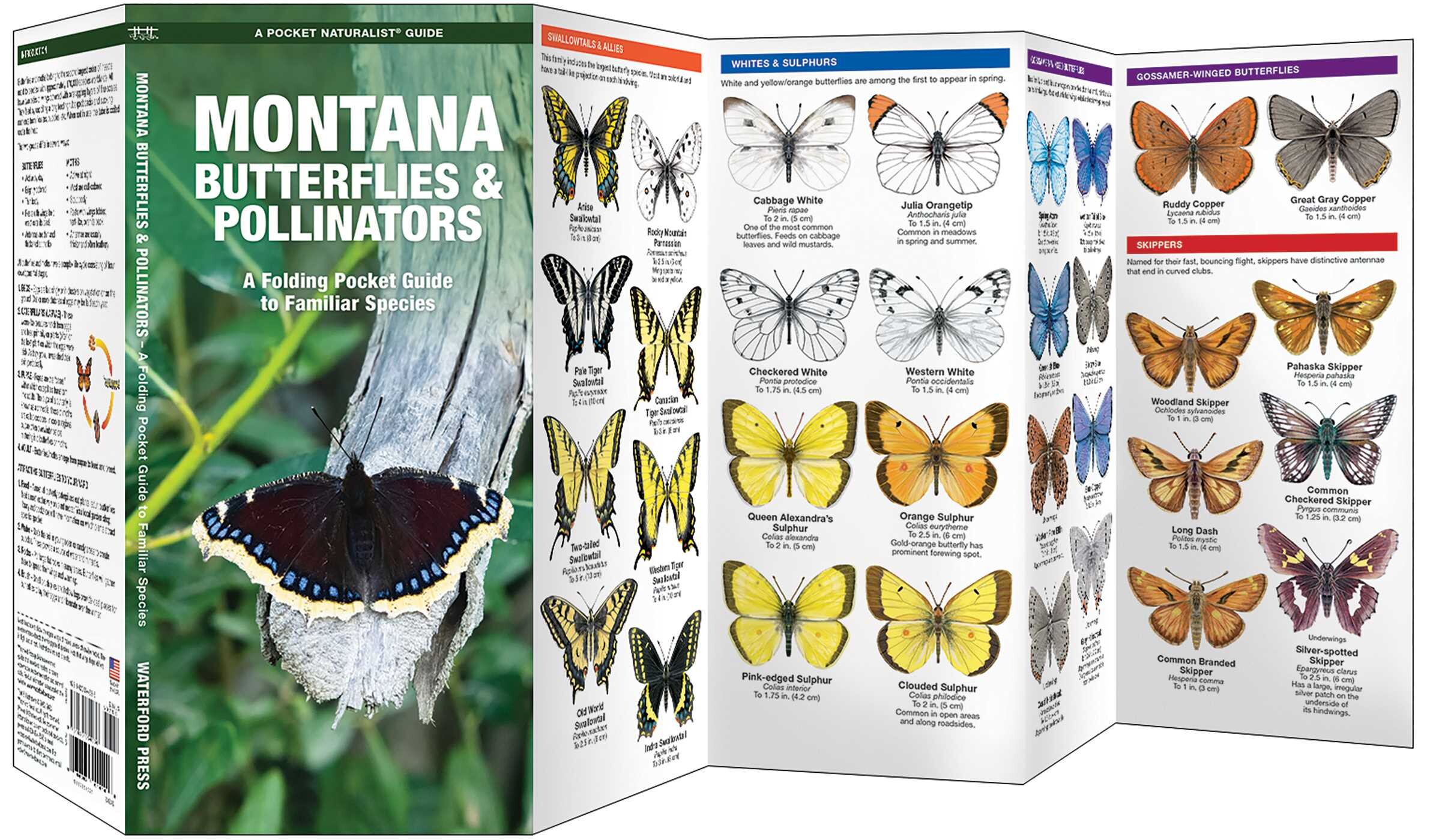 Montana Butterflies & Pollinators