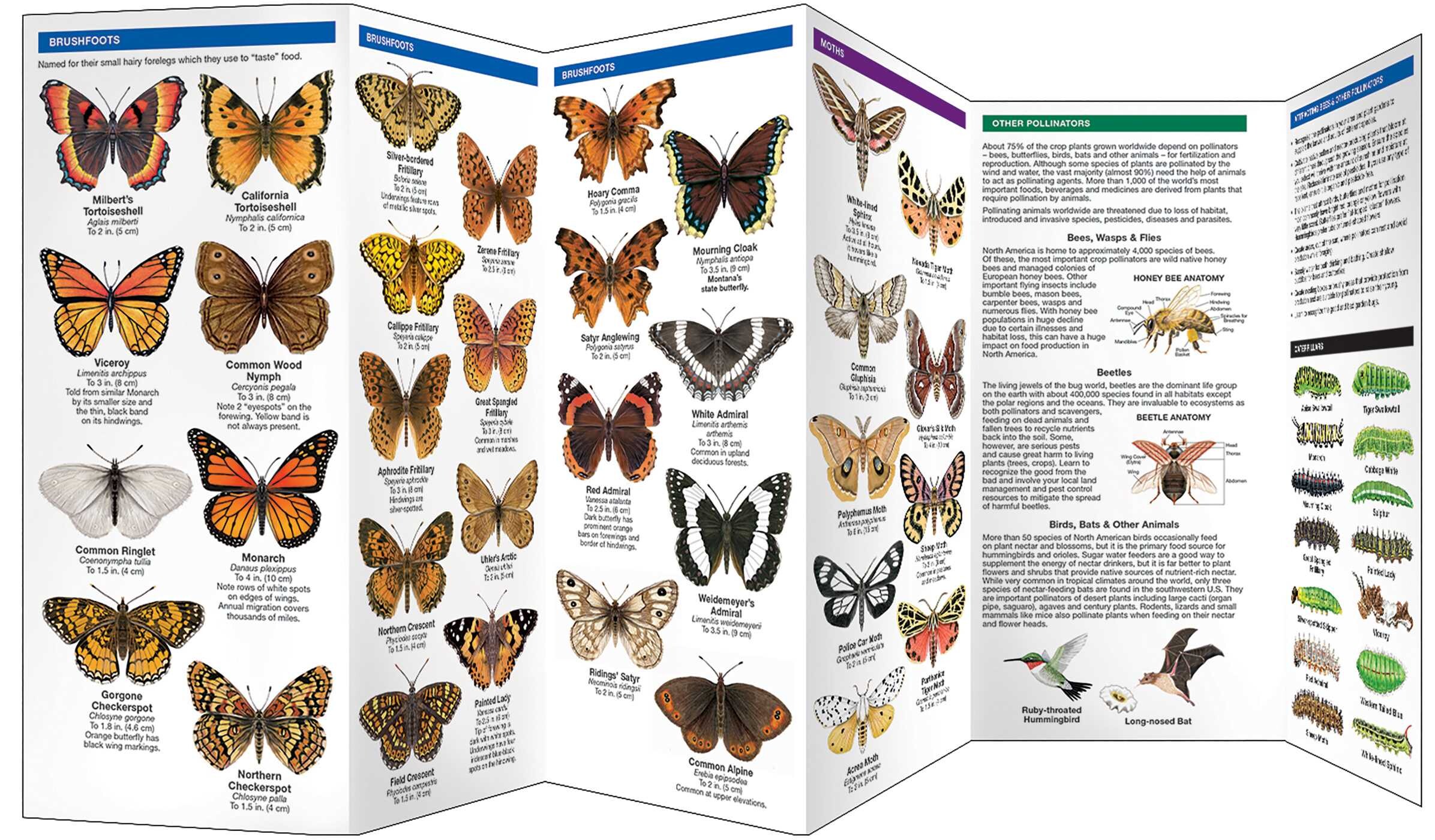 Montana Butterflies & Pollinators