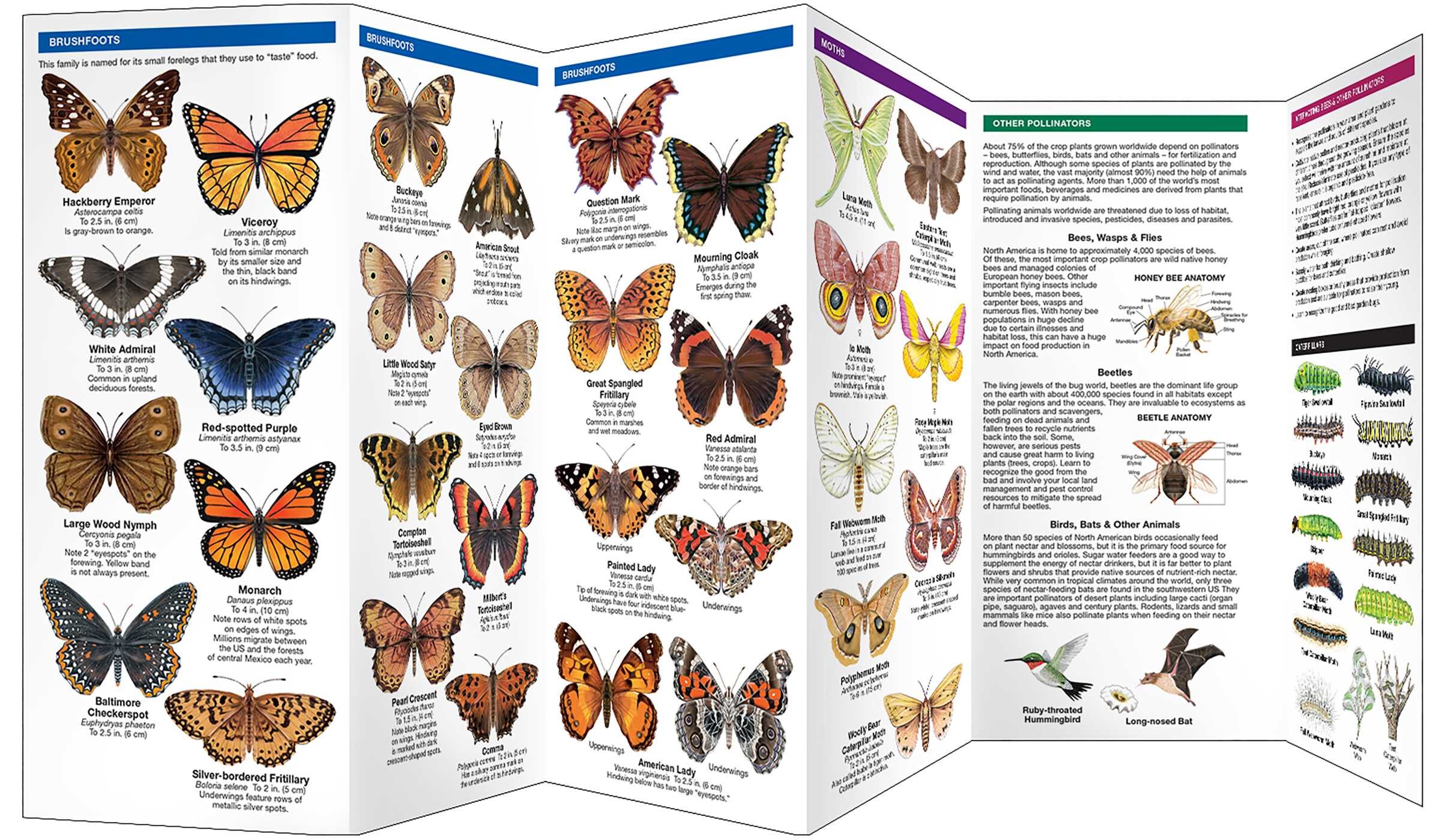 New Jersey Butterflies & Pollinators
