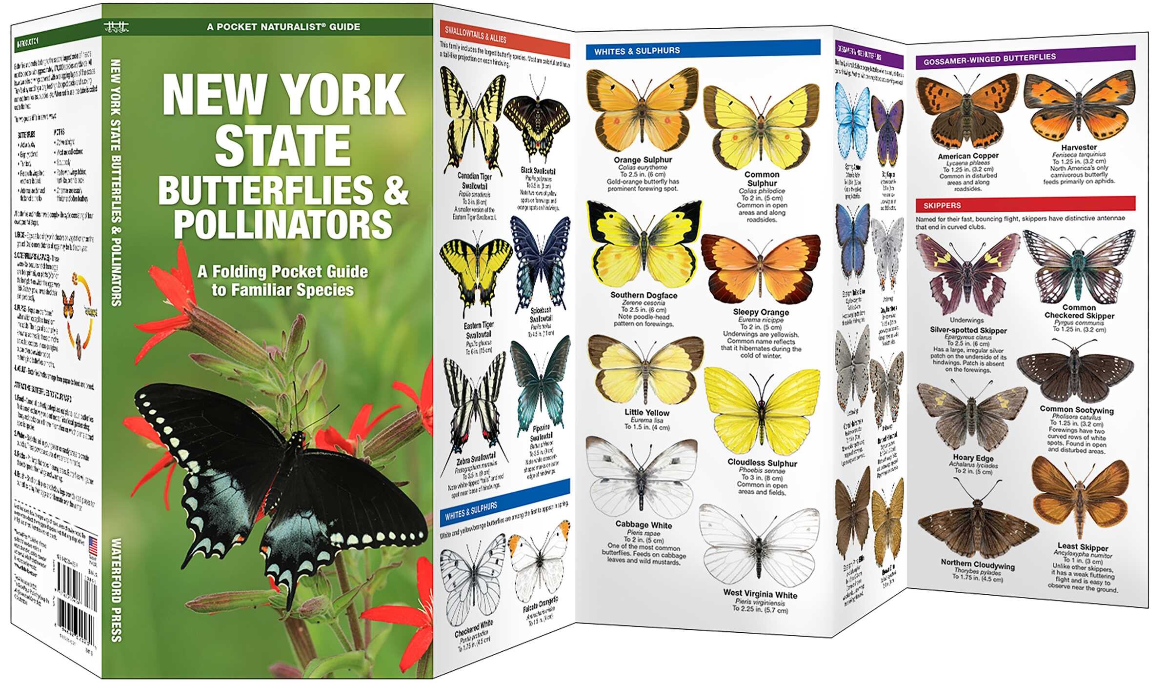 New York State Butterflies & Pollinators