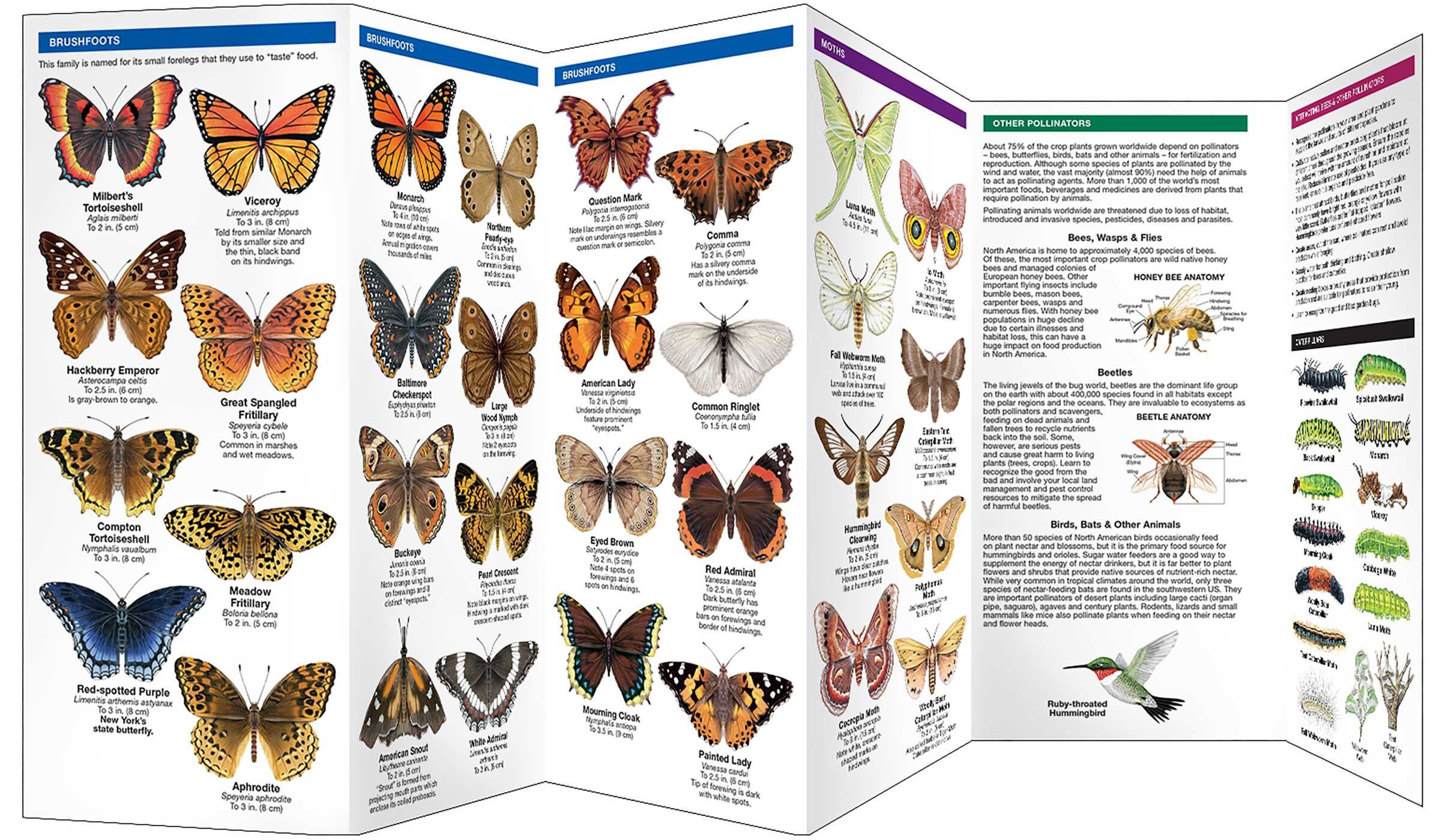 New York State Butterflies & Pollinators