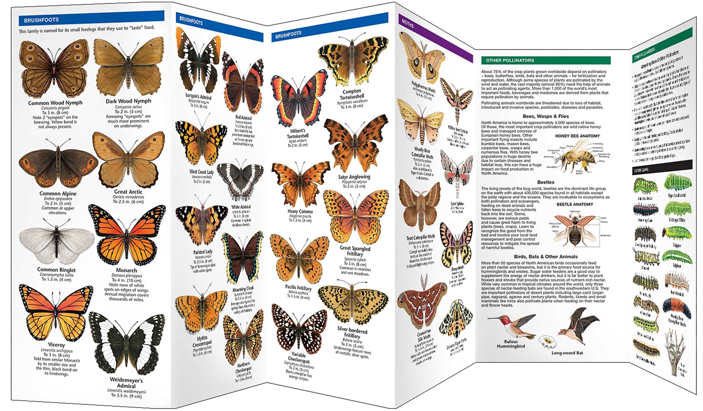 Pacific Northwest Butterflies & Pollinators