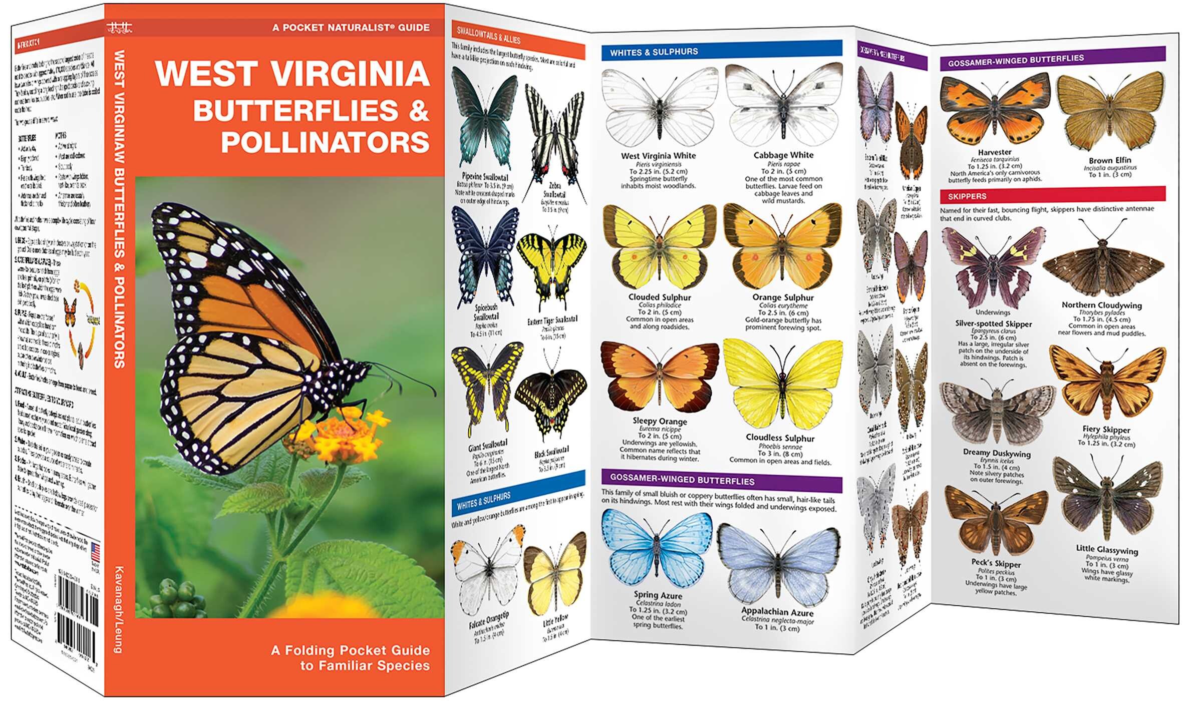 West Virginia Butterflies & Pollinators
