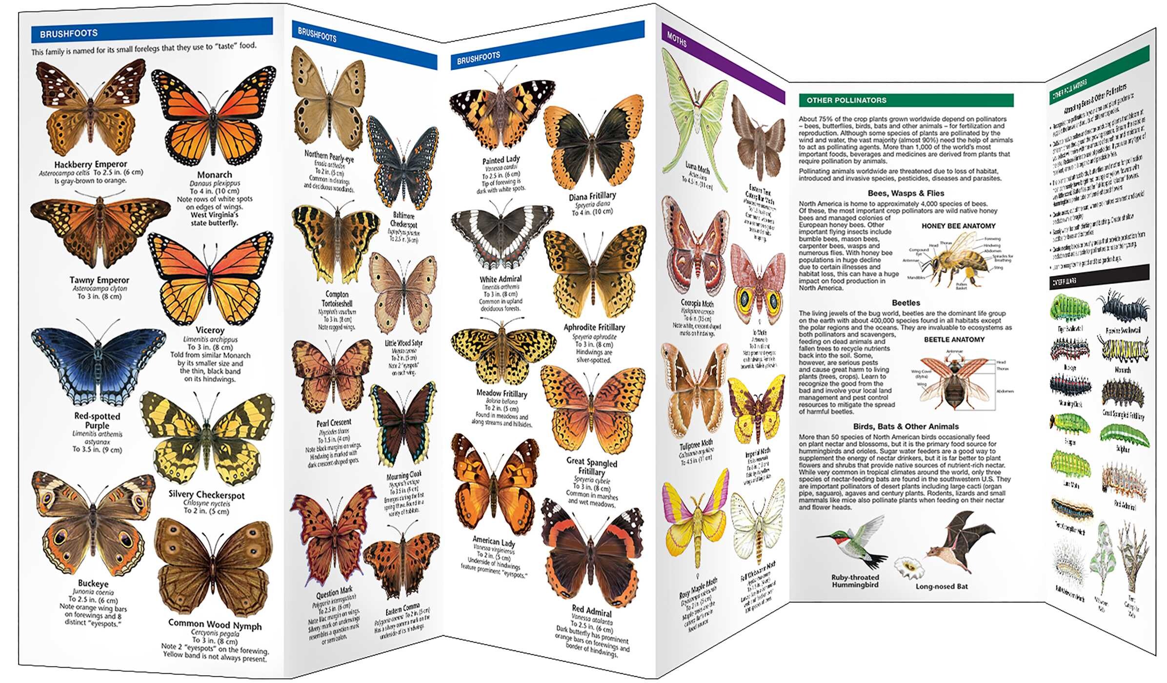West Virginia Butterflies & Pollinators