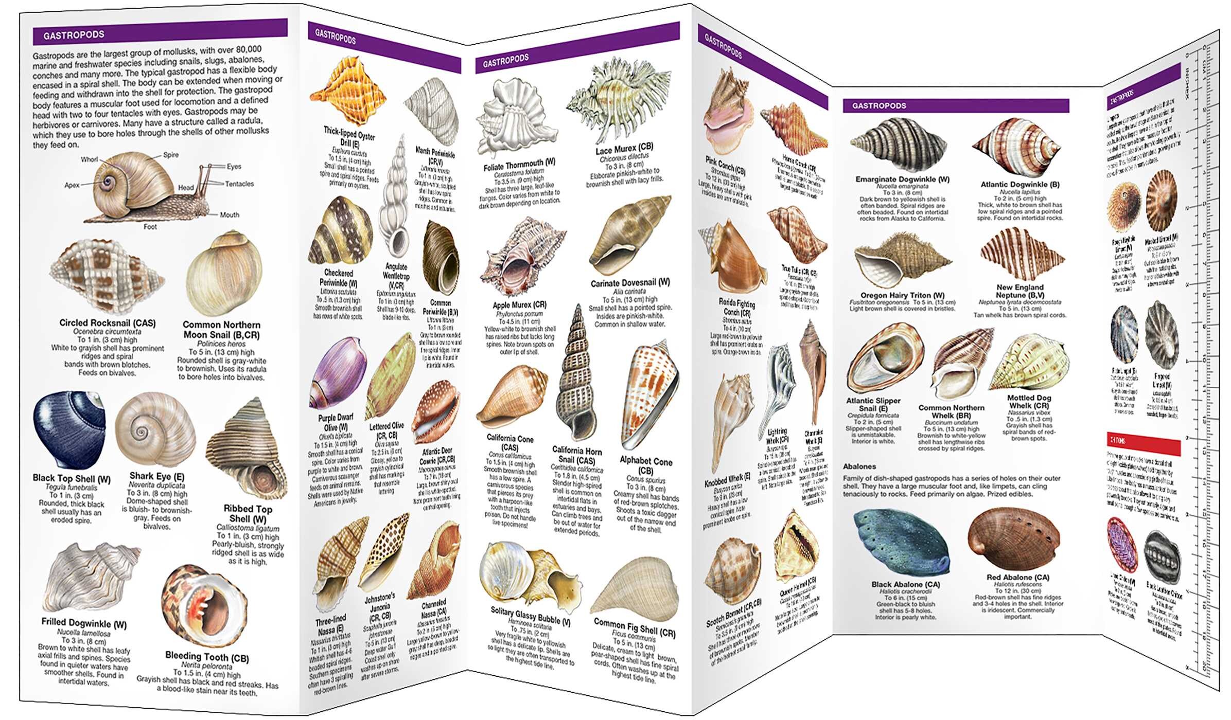 Seashells, 2nd Ed