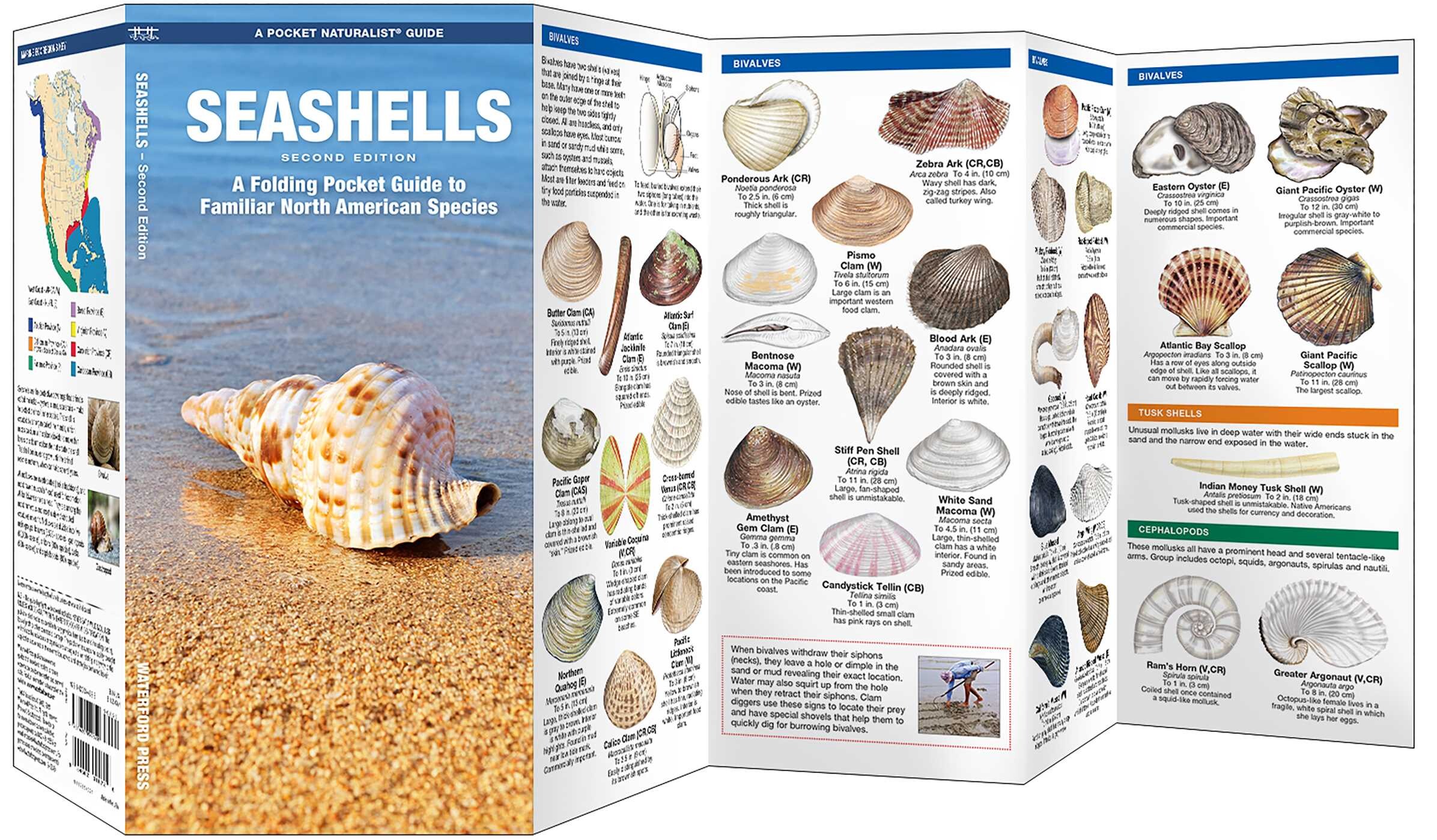 Seashells