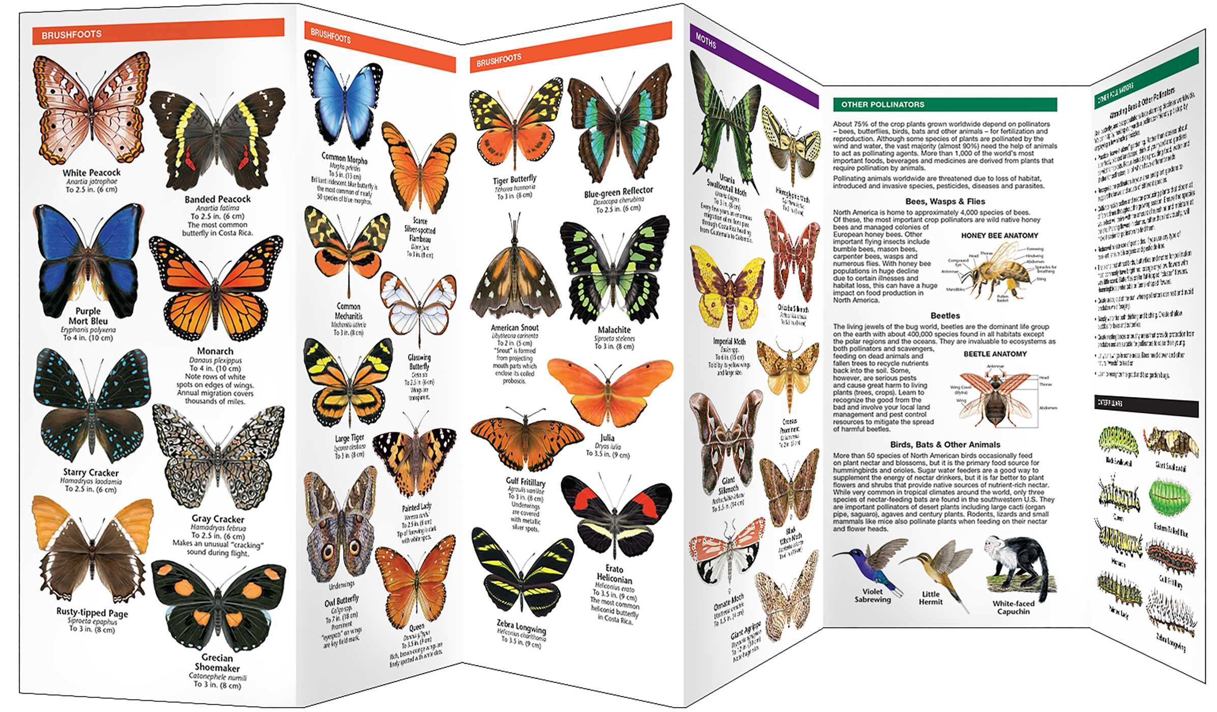 Costa Rica Butterflies & Pollinators