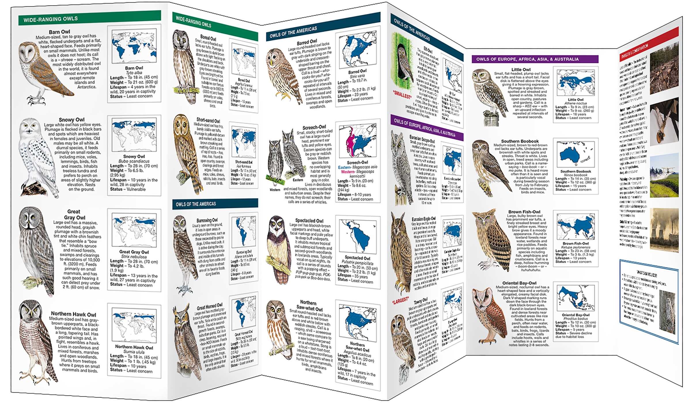 Owls