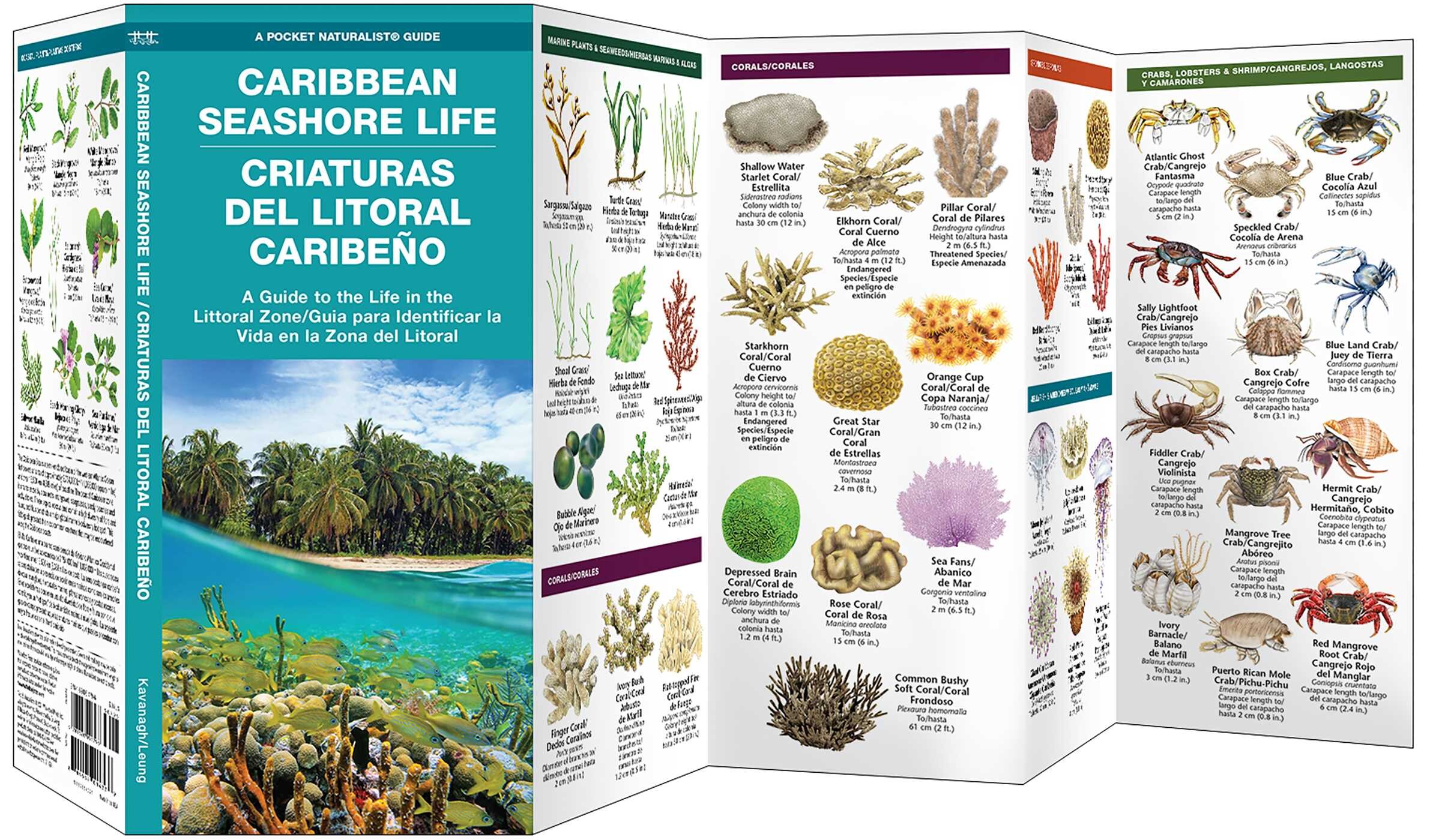 Caribbean Seashore Life / Criaturas Del Litoral Caribeño