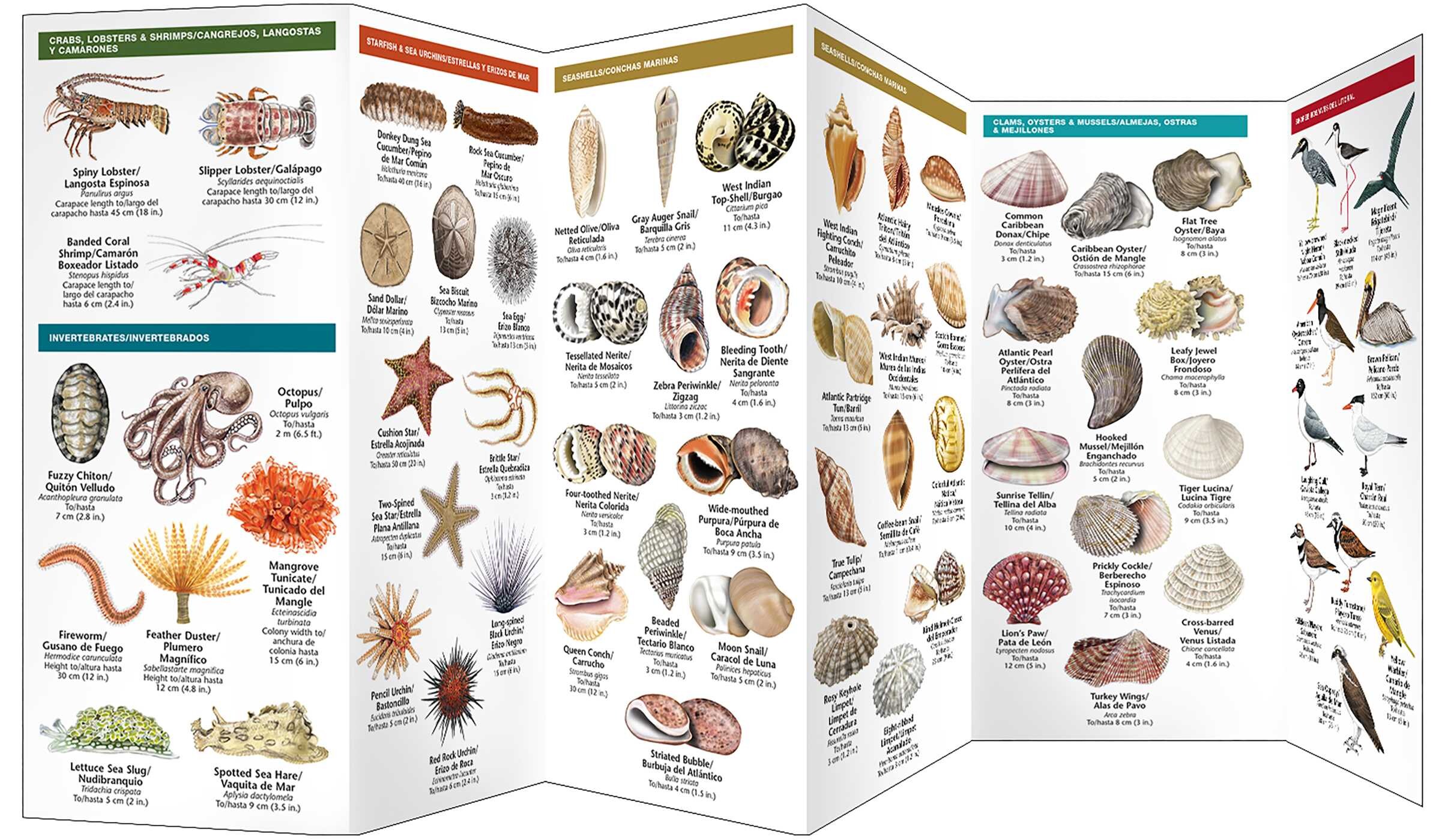 Caribbean Seashore Life / Criaturas Del Litoral Caribeño