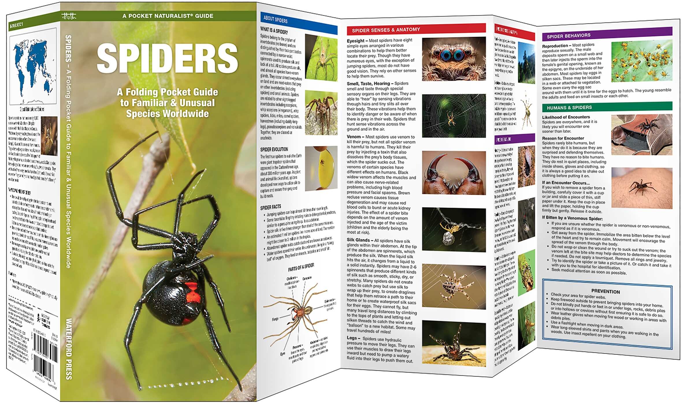 Spiders