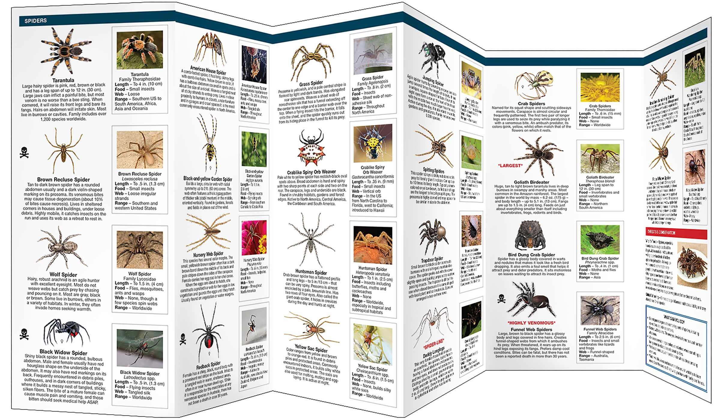 Spiders