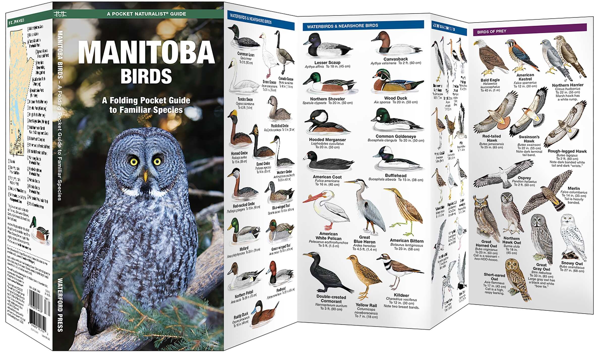 Manitoba Birds