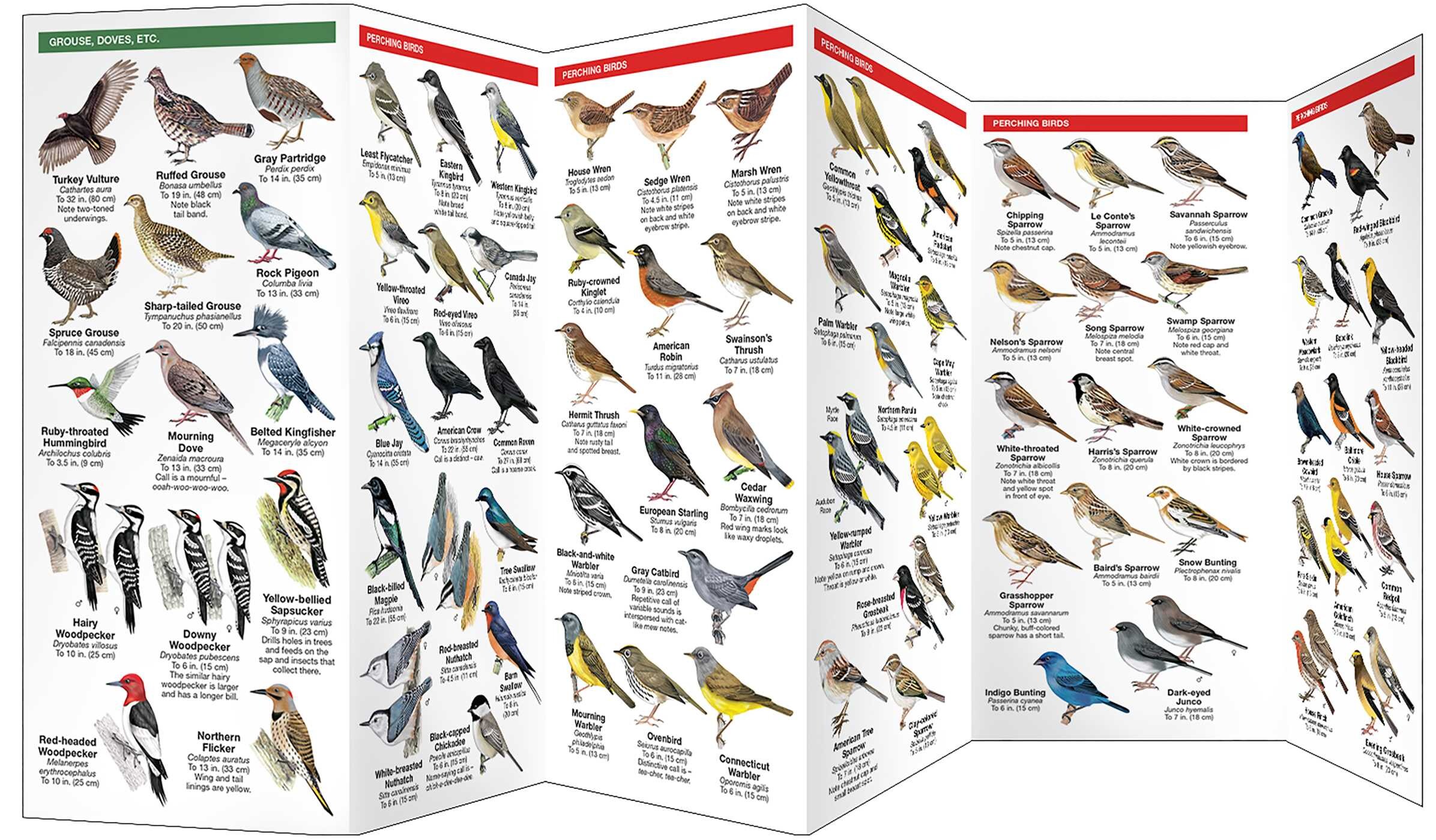 Manitoba Birds