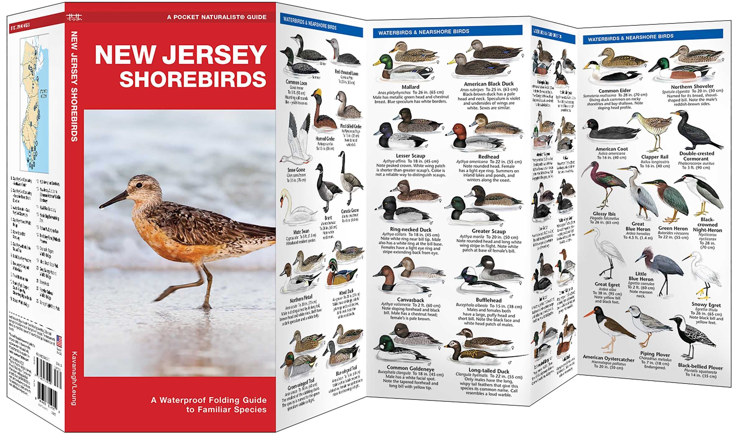 New Jersey Shorebirds
