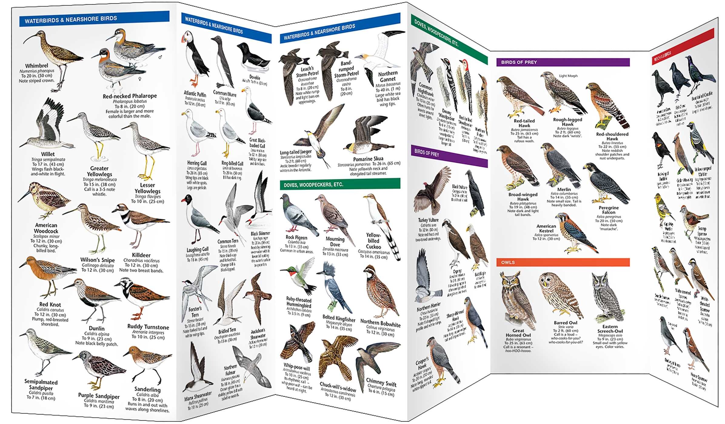 New Jersey Shorebirds